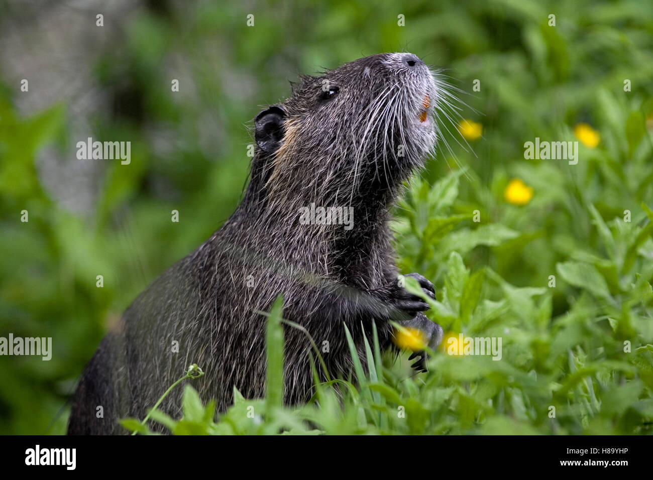 Nutria (Myocastor coypus), native to South America Stock Photo Alamy