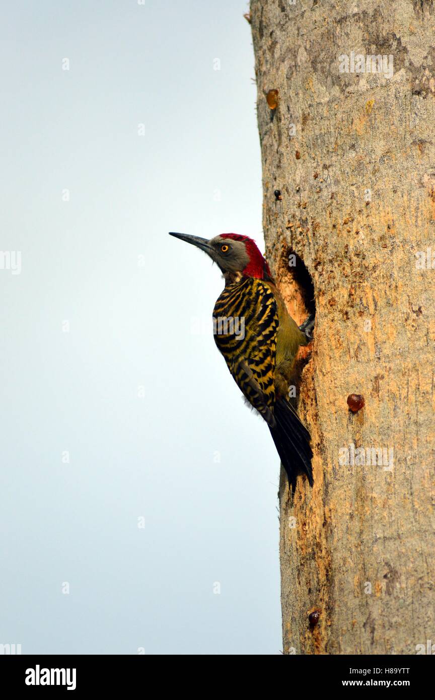 Pic of Hispaniola male clinging to a tree trunk in front of its nest Stock Photo