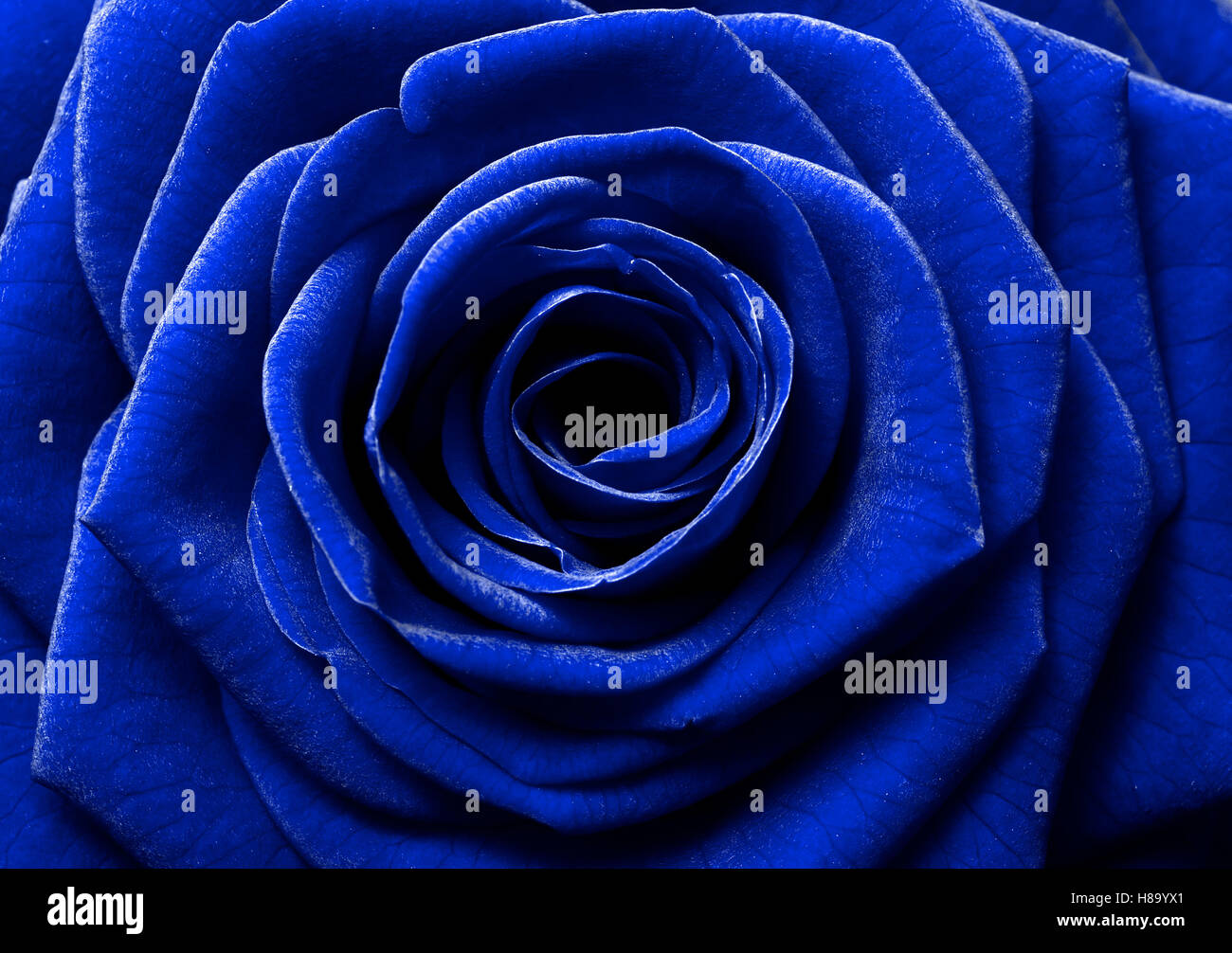 blue rose flower background Stock Photo Alamy