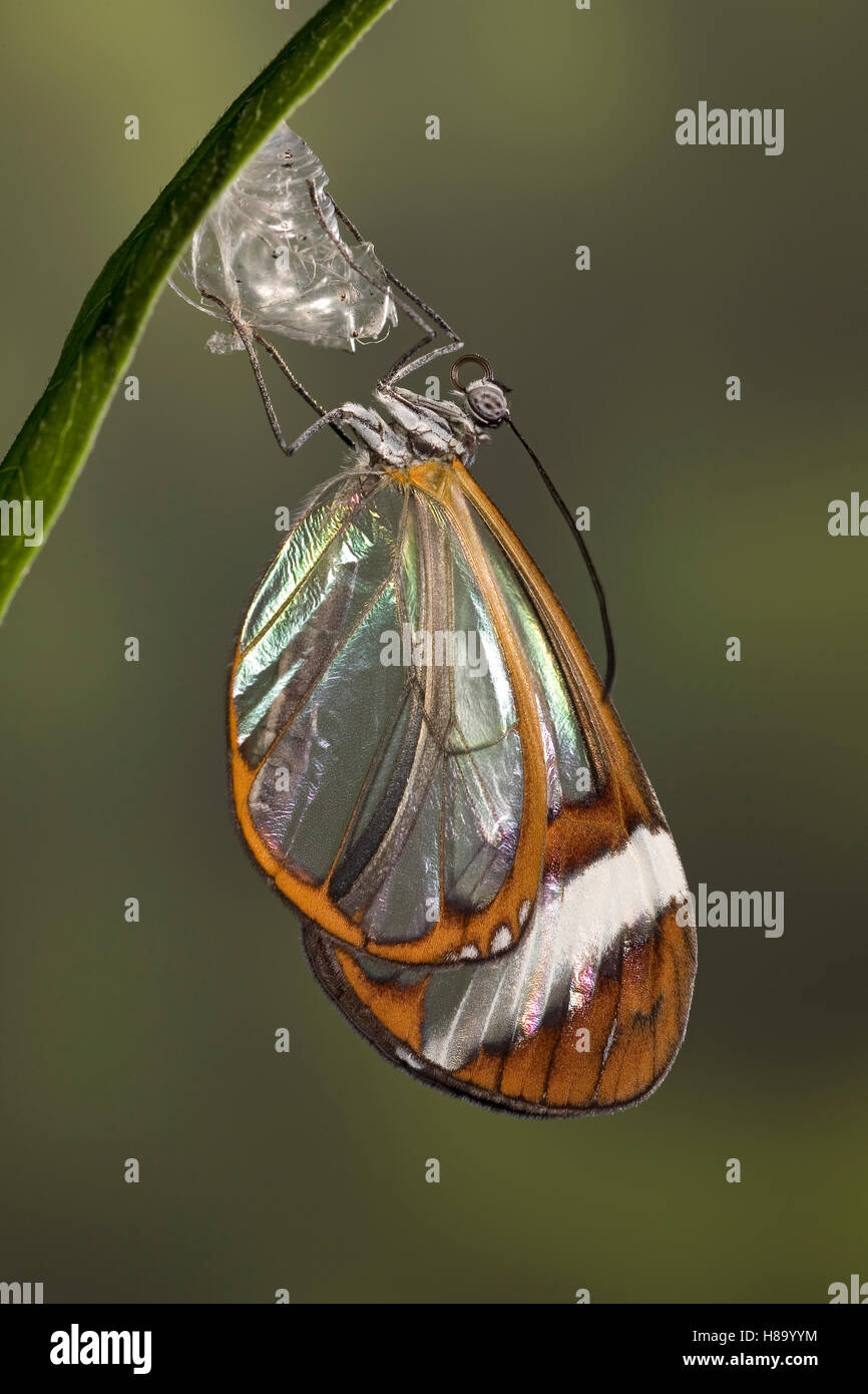 Glasswing (Greta oto) butterfly, newly emerged from chrysalis, native to South and Central America Stock Photo