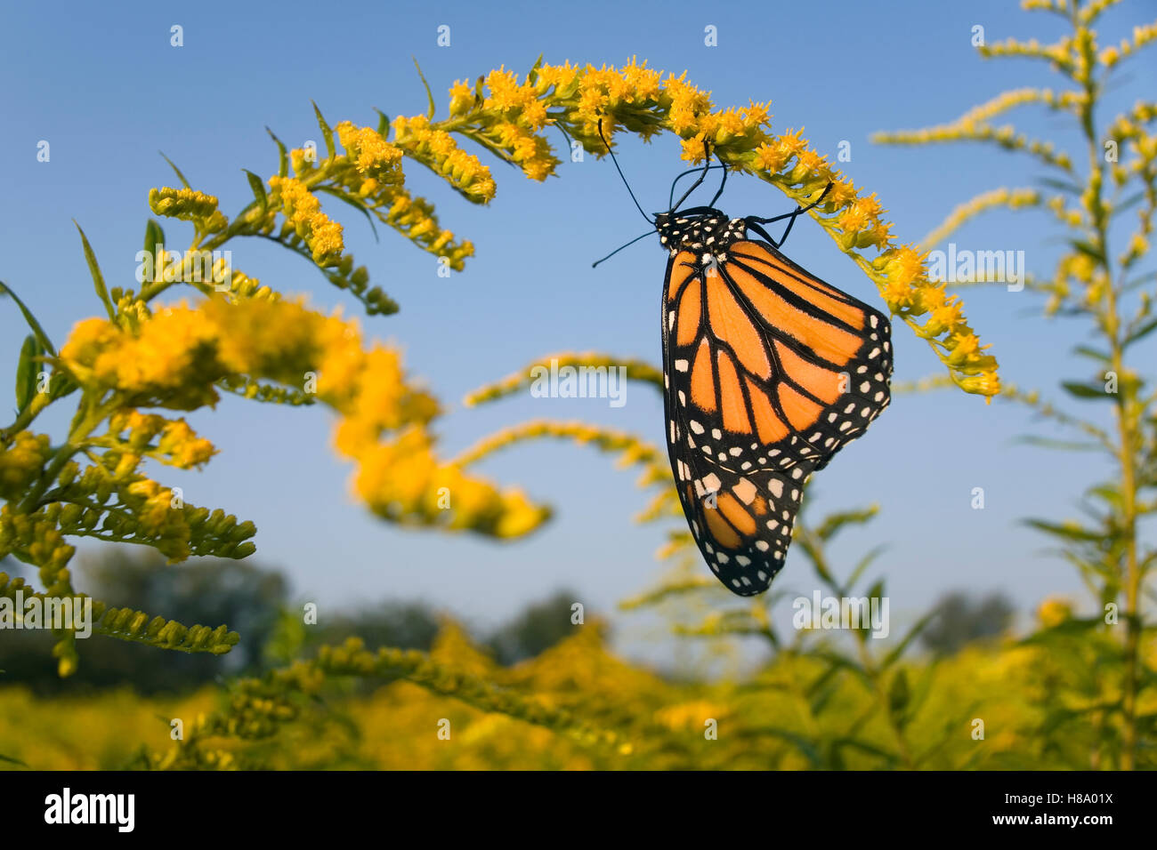 Monarch (Danaus plexippus) butterfly feeding on nectar of Goldenrod ...