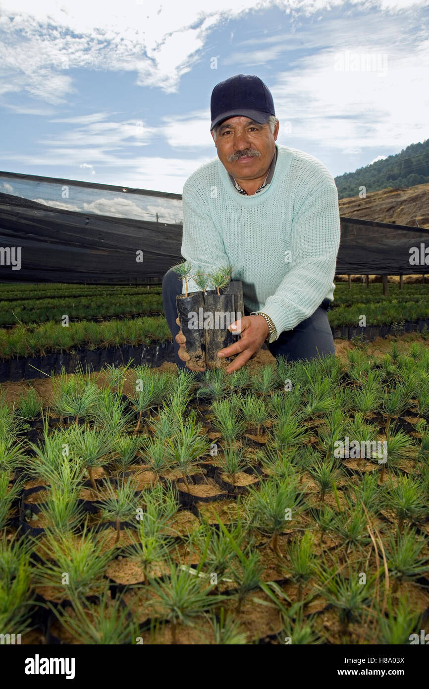 Monarch (Danaus plexippus) butterfly habitat restoration, man holding
