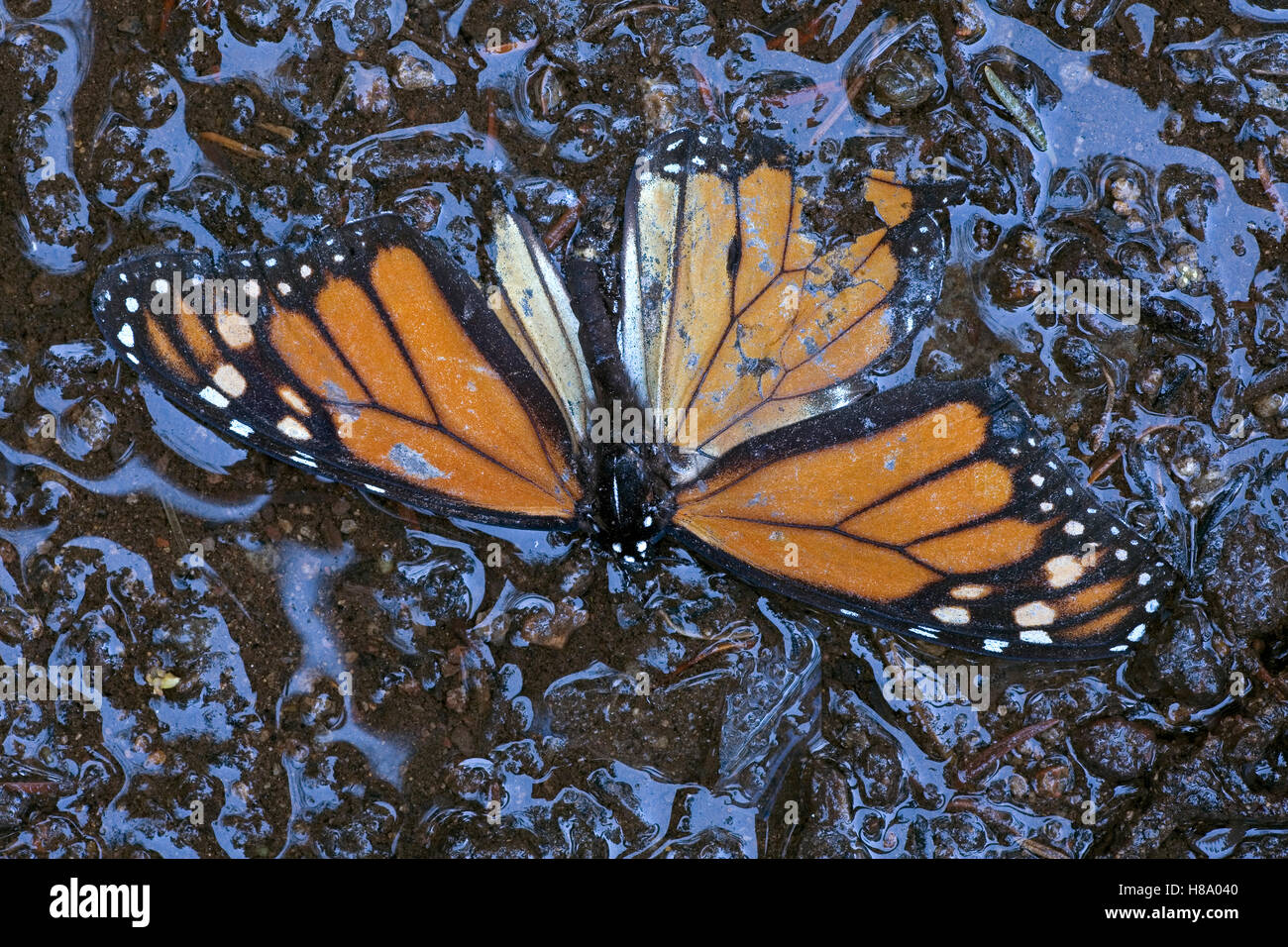 Monarch (Danaus plexippus) butterfly dead on the ground after wet and