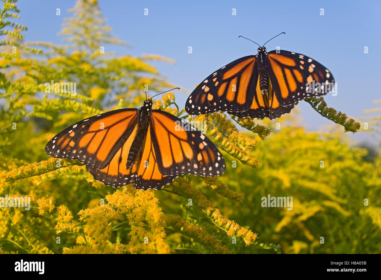 Monarch (Danaus plexippus) butterflies feeding on nectar of Goldenrod ...