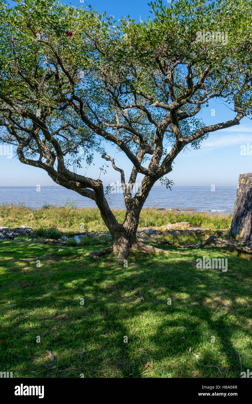 Tree on the edge of the grassy shore of the Río de la Plata in Colonia del Sacramento, Uruguay Stock Photo