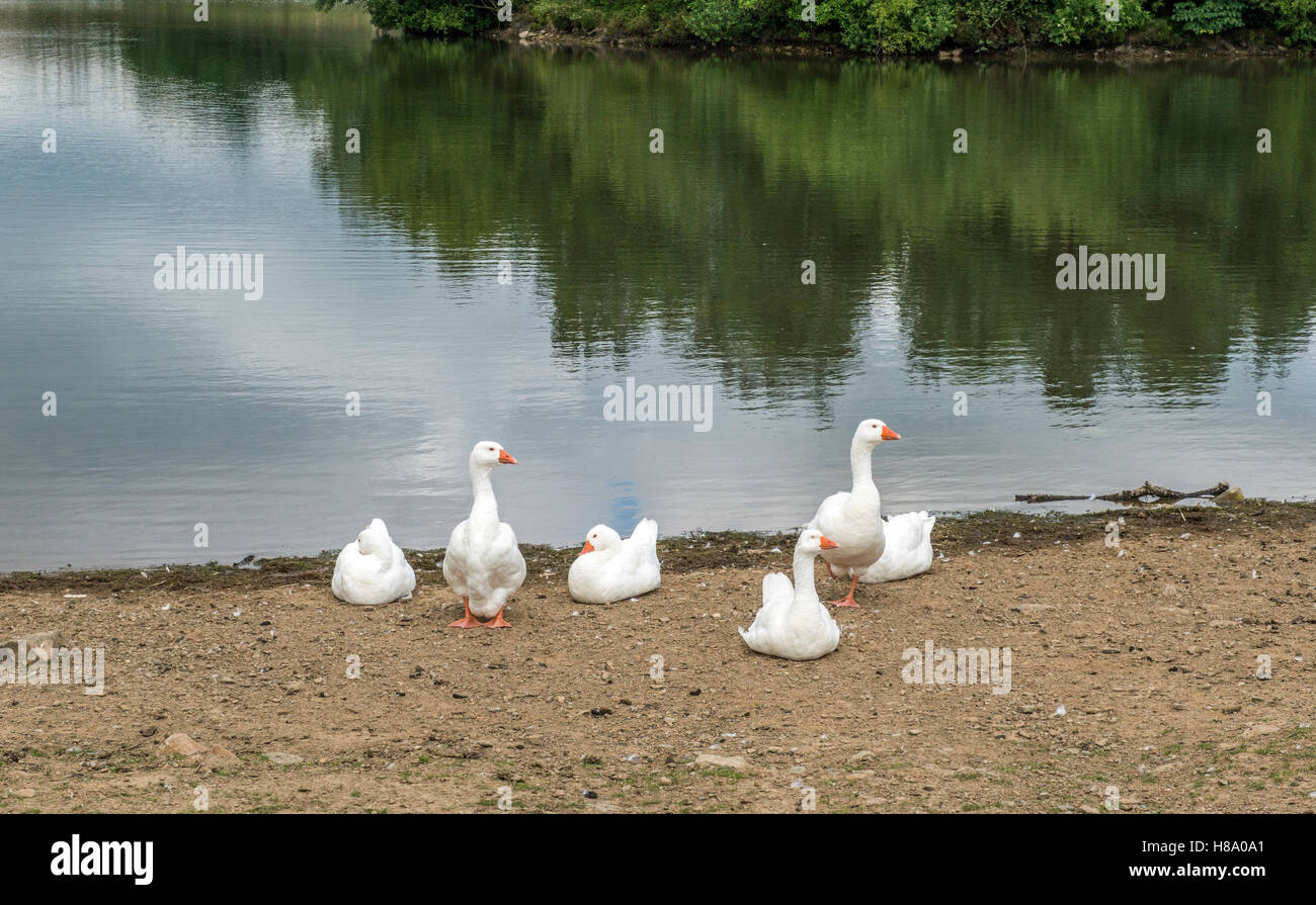 Geese at the edge of a farmyard pond Stock Photo