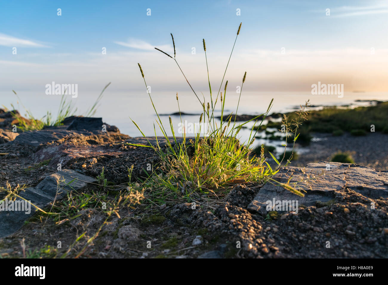 A patch of grass on the edge of a rocky cliff over the Río de la Plata with a soft-focused sunset background Stock Photo