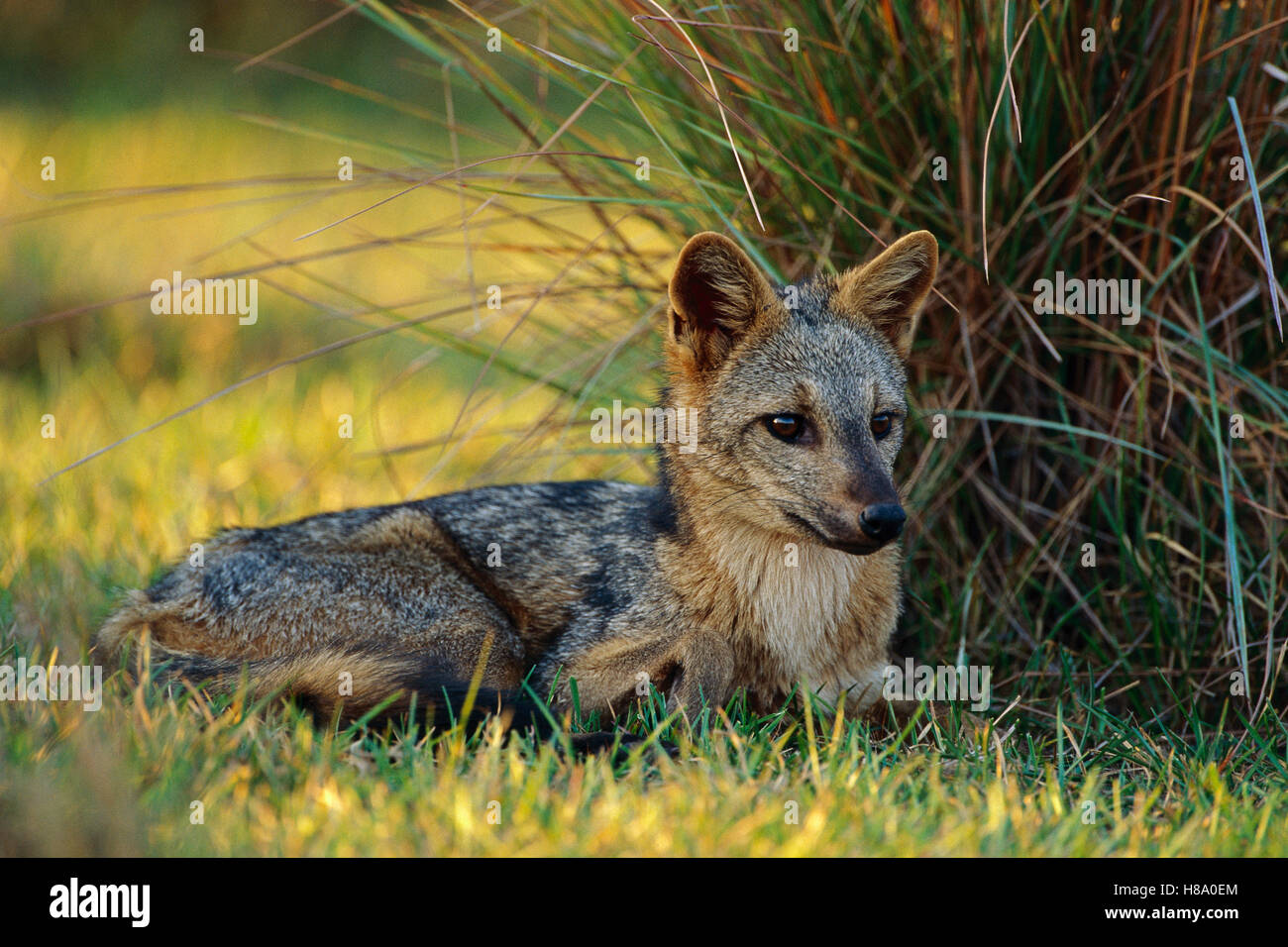 Crabeating Fox (Cerdocyon thous) portrait, Pantanal, Brazil Stock