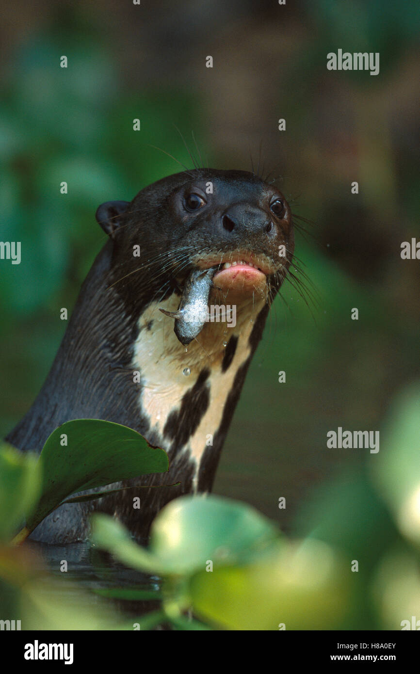 Giant River Otter (Pteronura brasiliensis) an endangered species