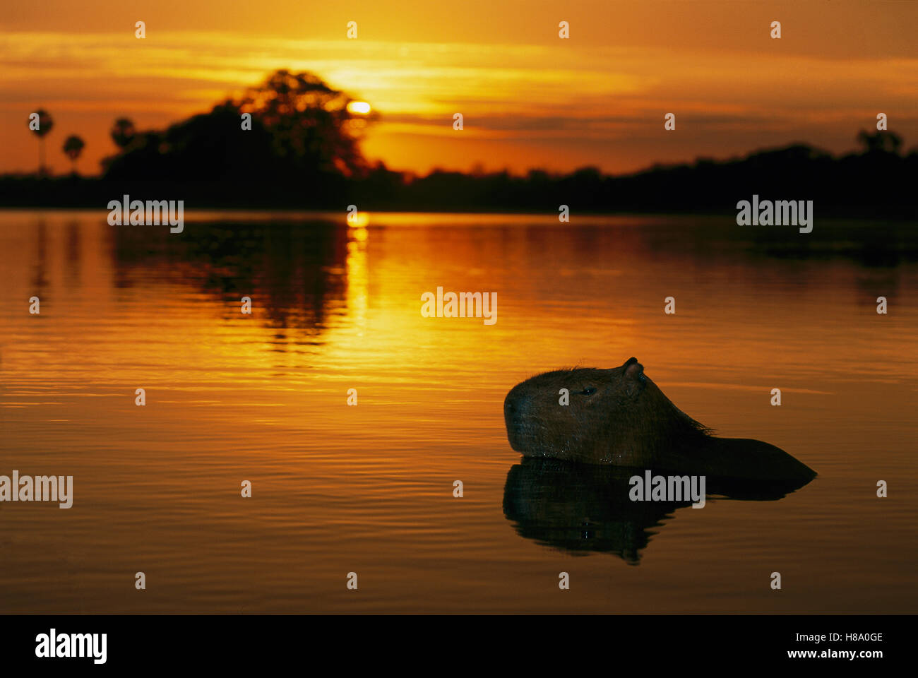 Capybara (Hydrochoerus hydrochaeris) in river at sunrise, Pantanal ...