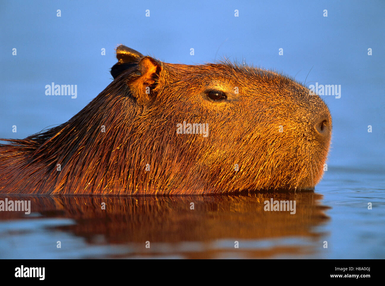 Capybara (Hydrochoerus hydrochaeris) in river at sunrise, Pantanal ...