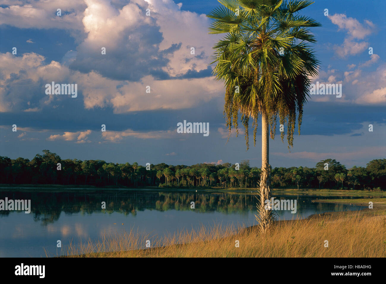 Copernicia (Copernicia alba) palm tree at brakish lake, southern