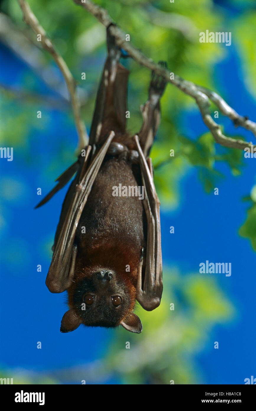 Little Red Flying Fox (Pteropus scapulatus) roosting, Ipswich ...
