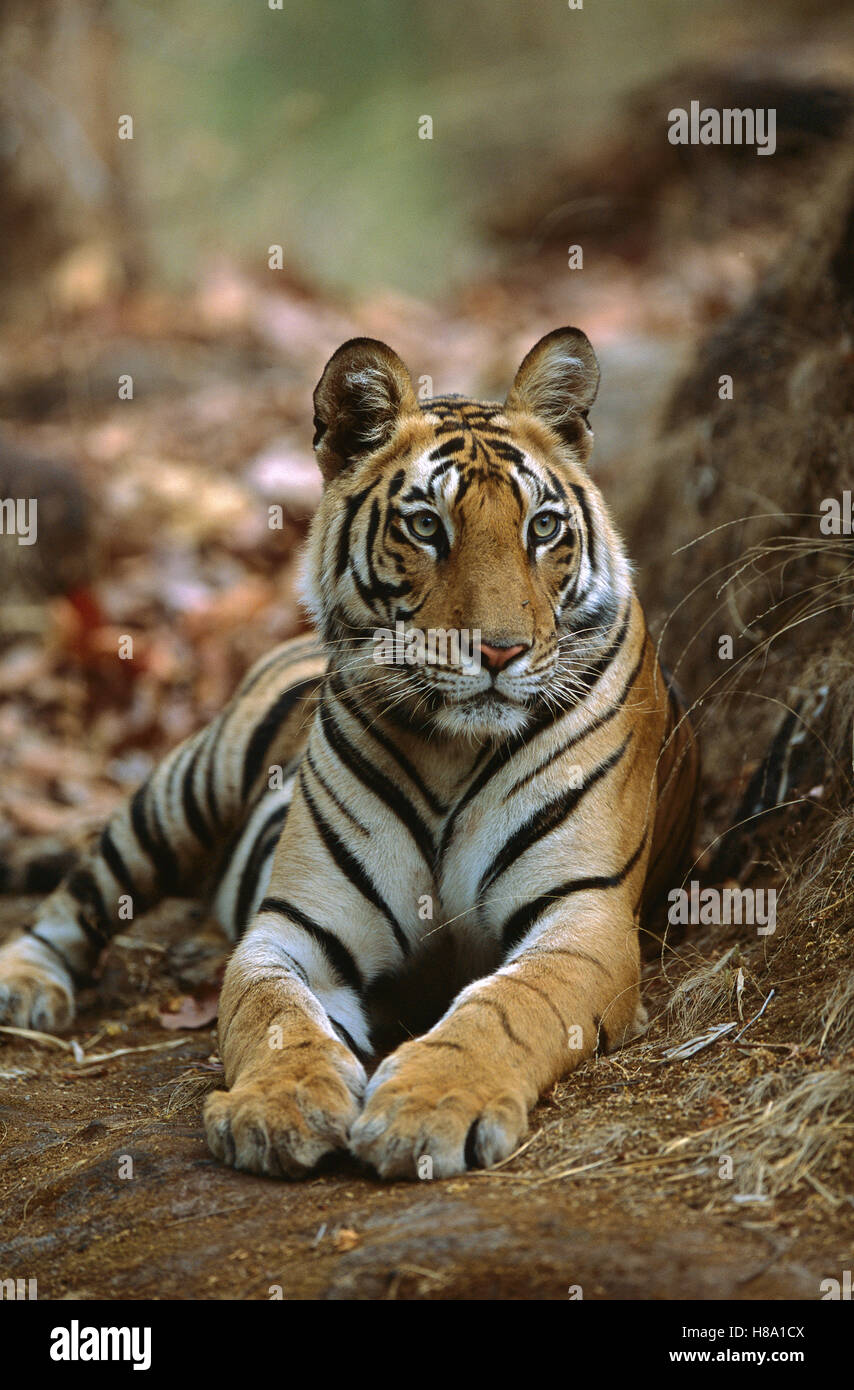 Bengal Tiger (Panthera tigris tigris) 20 month old female cub resting