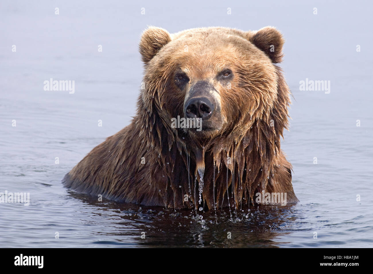 Brown Bear (Ursus arctos) in river, Kamchatka, Russia Stock Photo Alamy