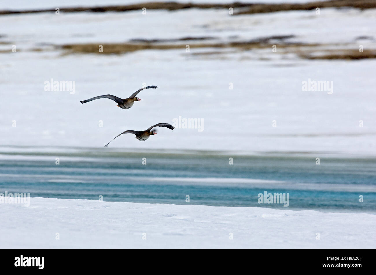 Whitefronted Goose (Anser albifrons) pair flying, Kamchatka, Russia