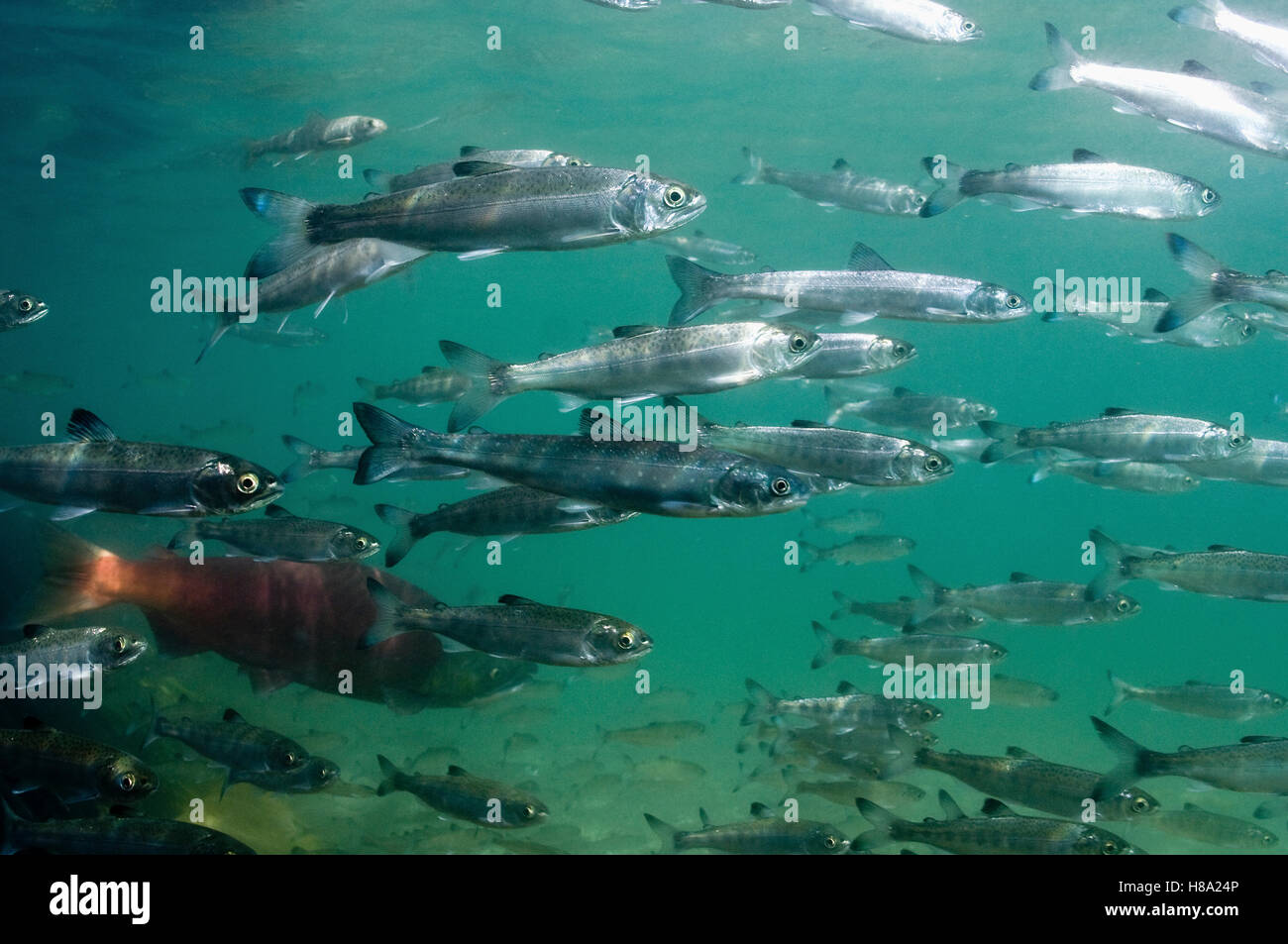 Sockeye Salmon (Oncorhynchus nerka) smolt school with one breeding