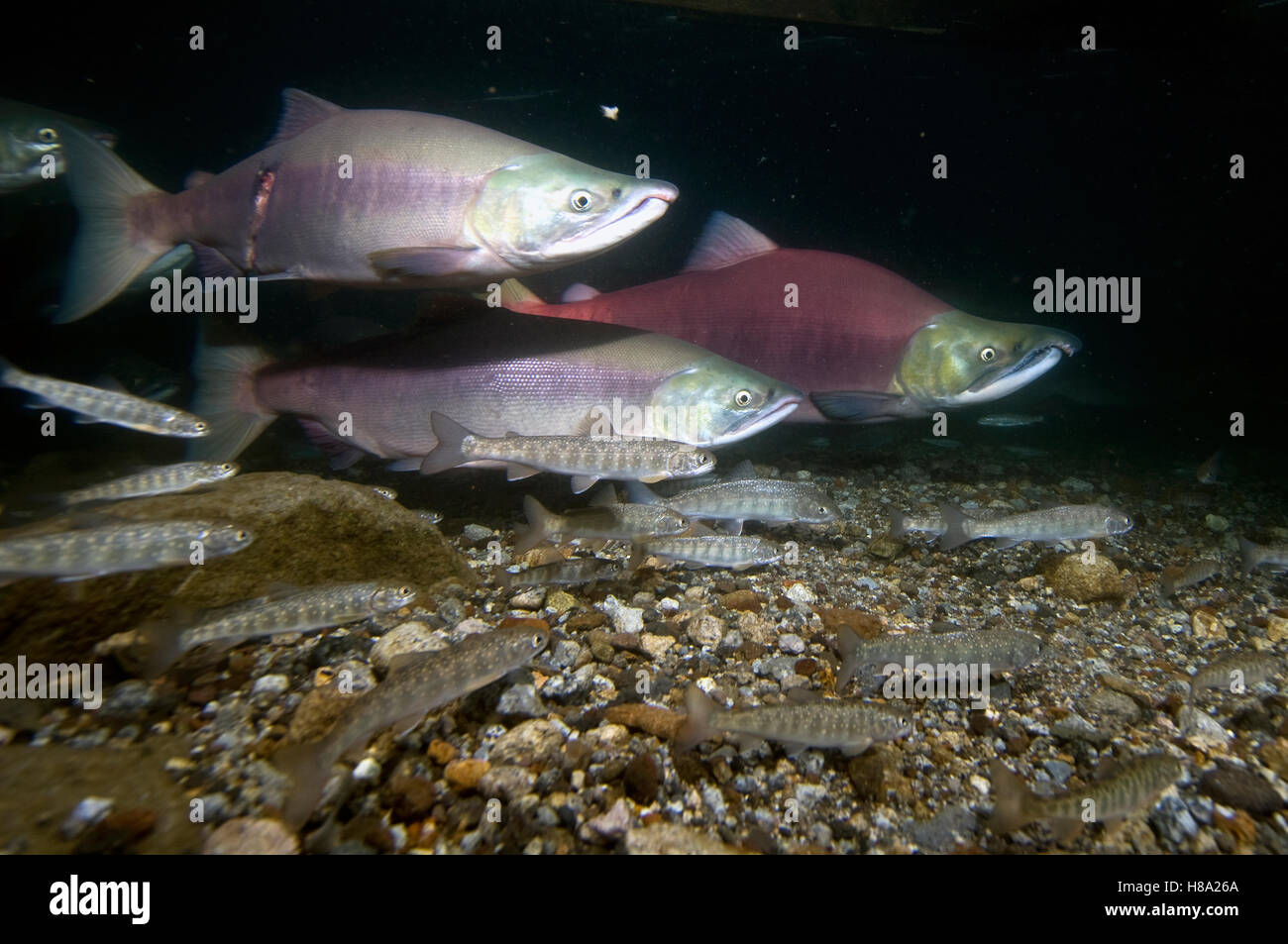 Sockeye Salmon (Oncorhynchus nerka) male and Pink Salmon (Oncorhynchus