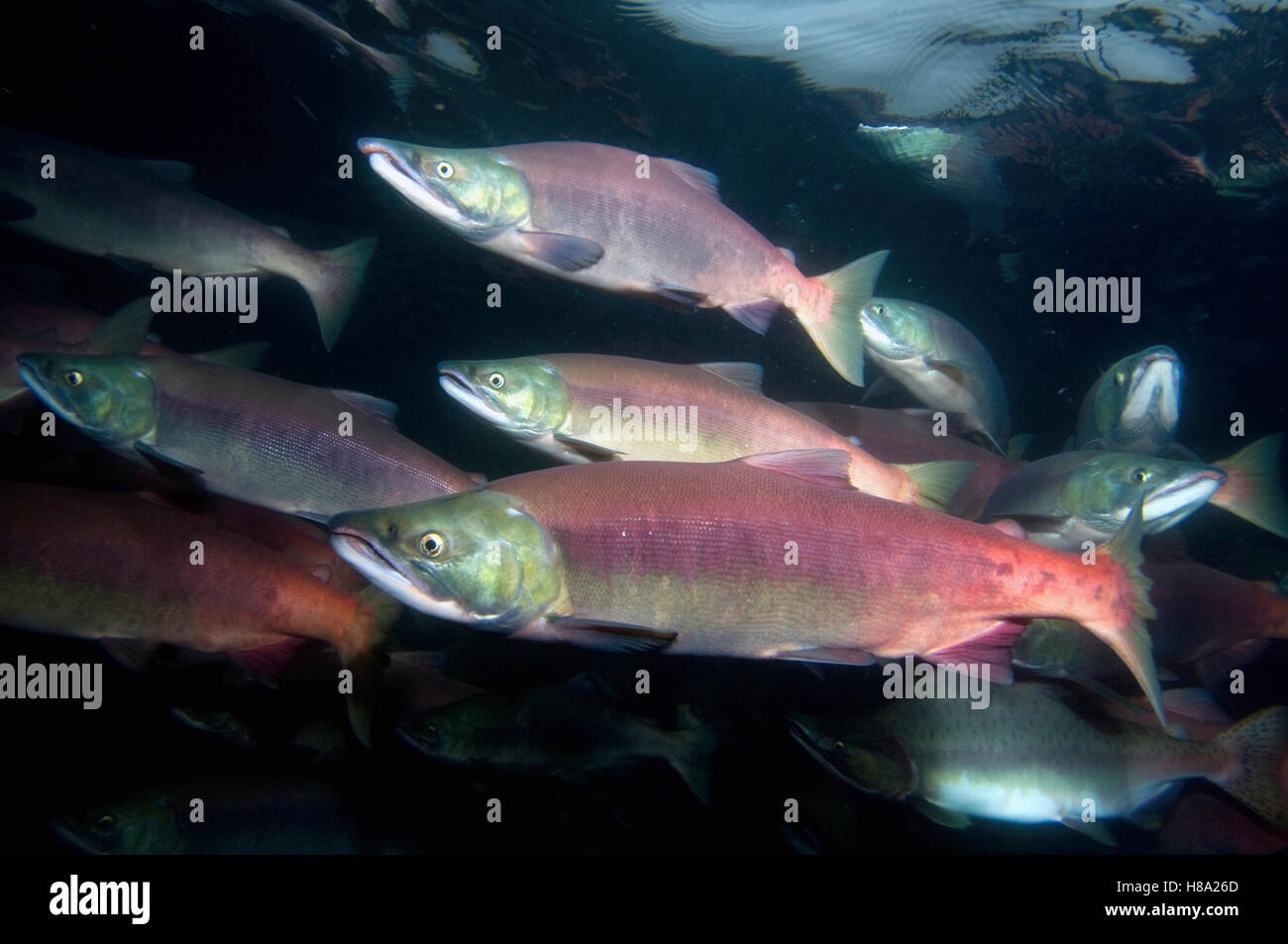 Sockeye Salmon (Oncorhynchus nerka) males and females in breeding