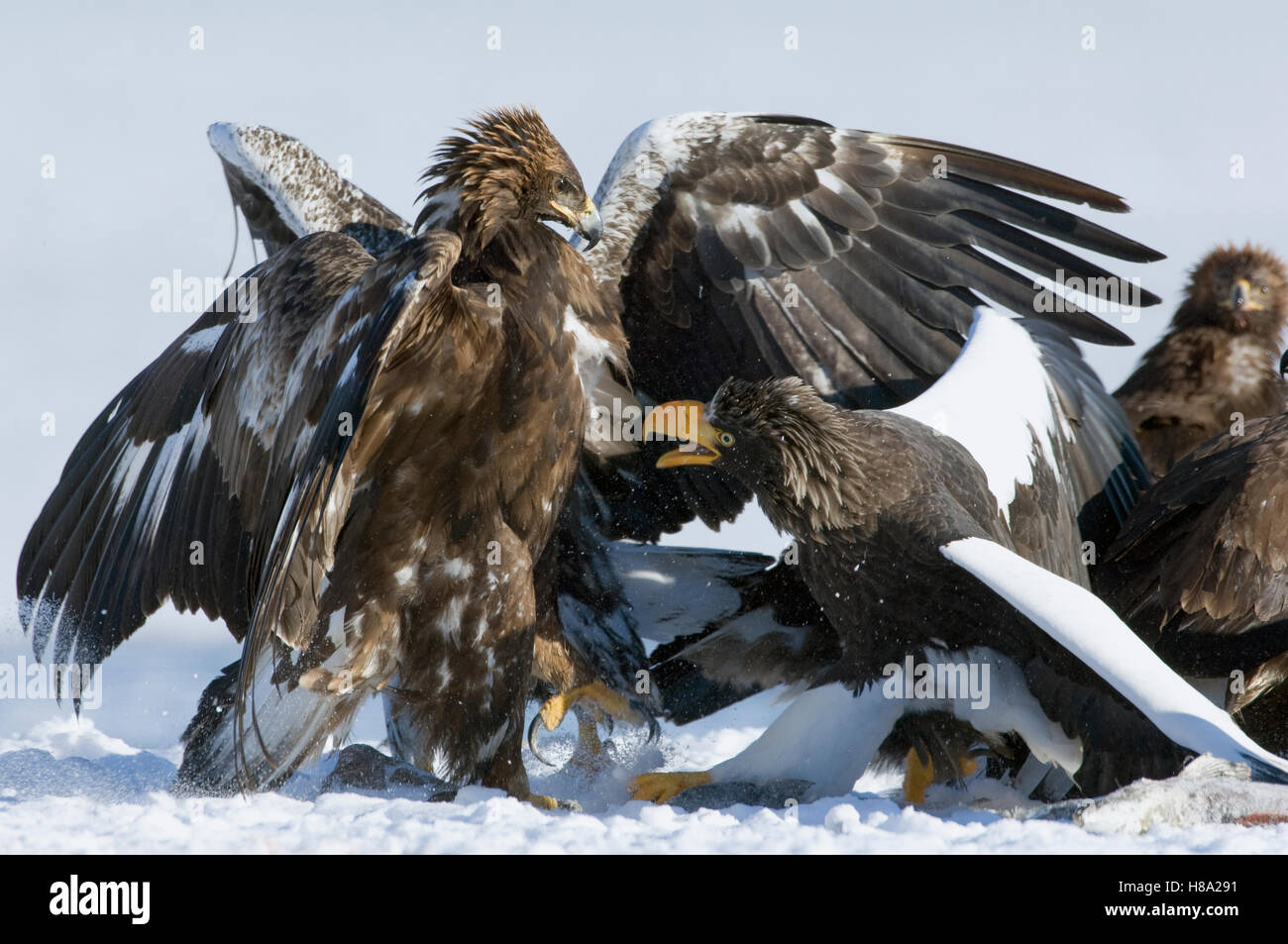 Steller's Sea Eagle (Haliaeetus pelagicus) attacking Golden Eagle