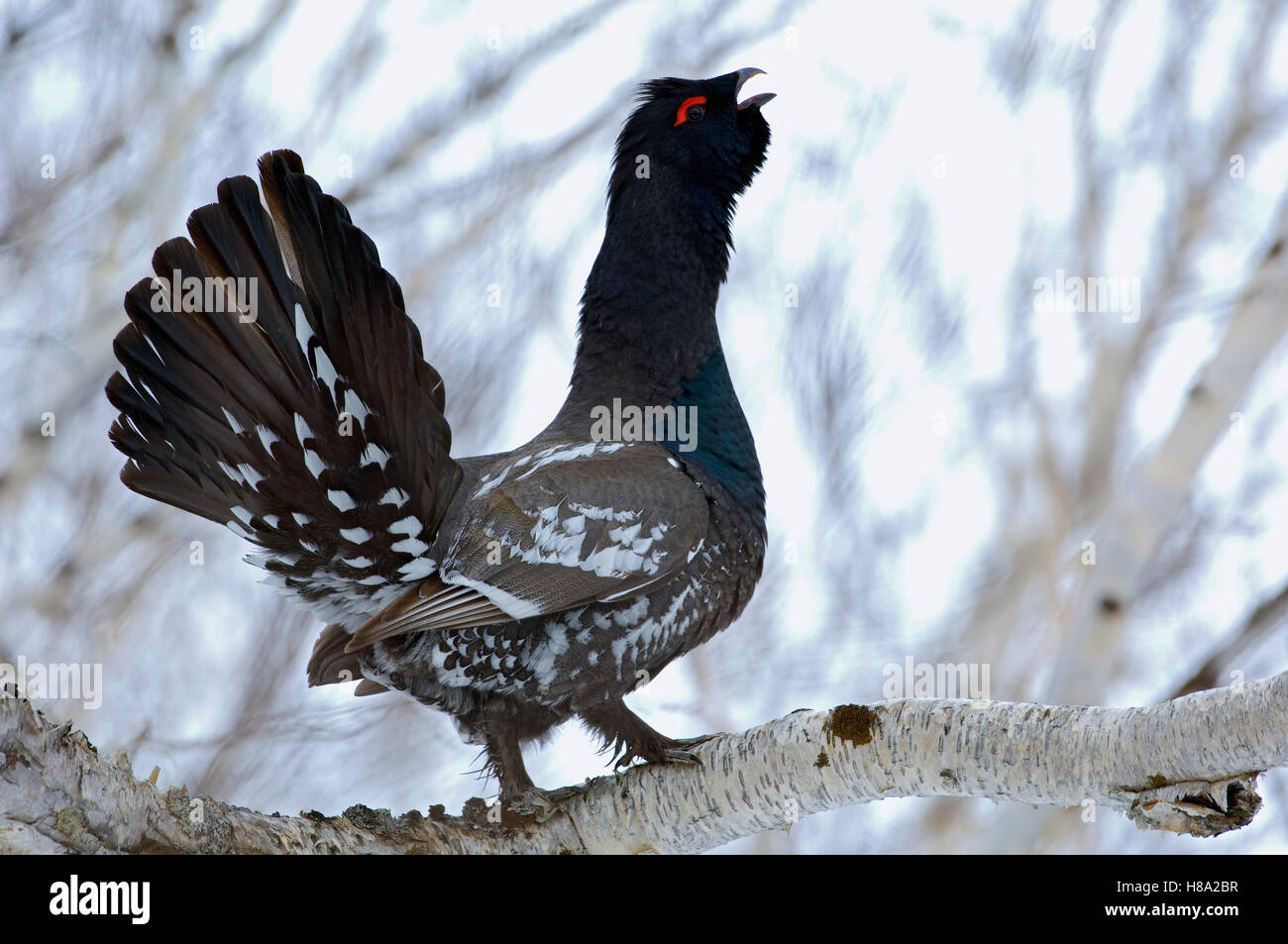 Black-billed Capercaillie (Tetrao parvirostris) male displaying