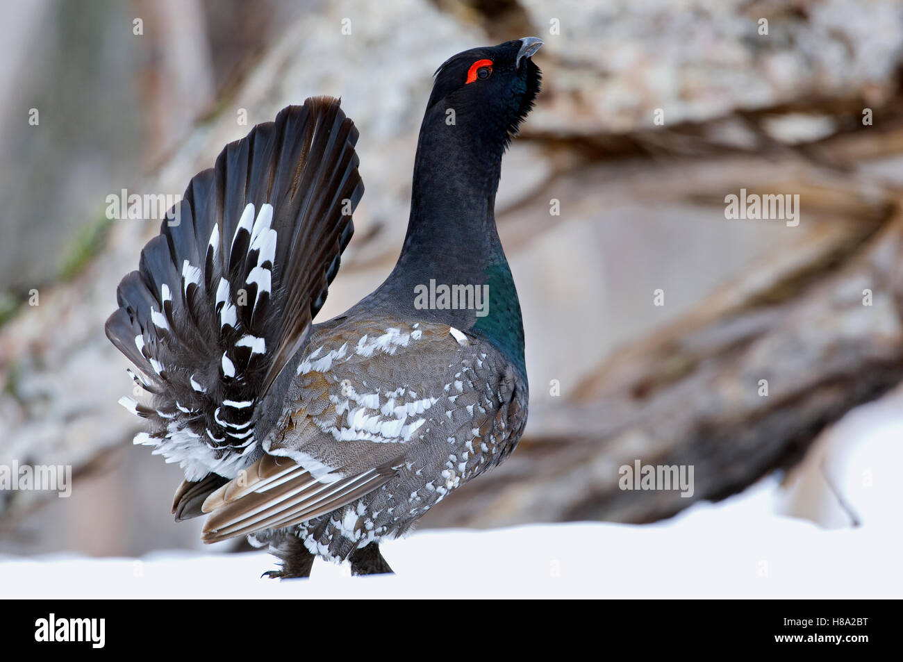 Black-billed Capercaillie (Tetrao parvirostris) male displaying