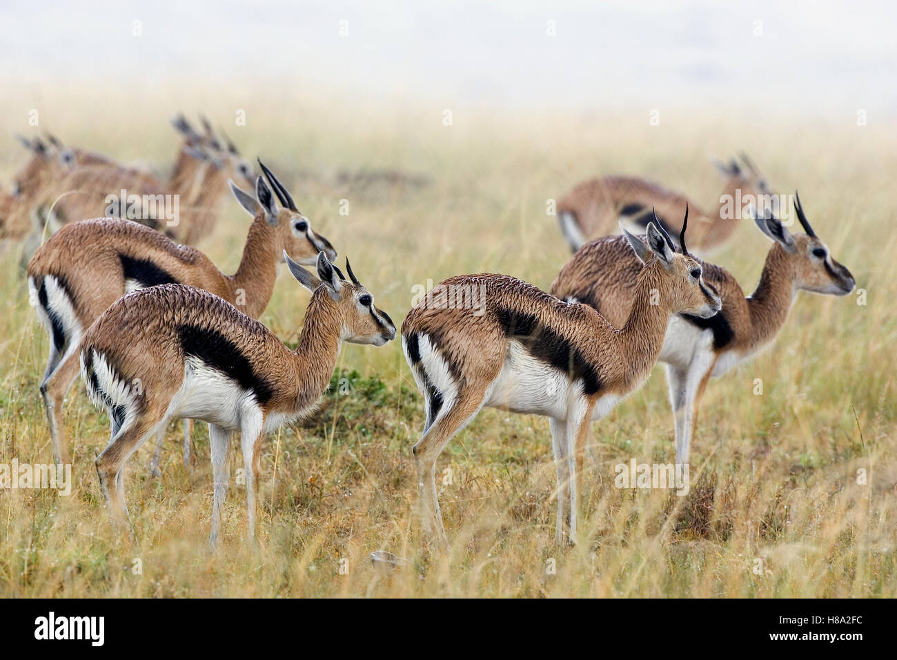 Thomson's Gazelle (Eudorcas thomsonii) herd wet from rain, Masai Mara ...