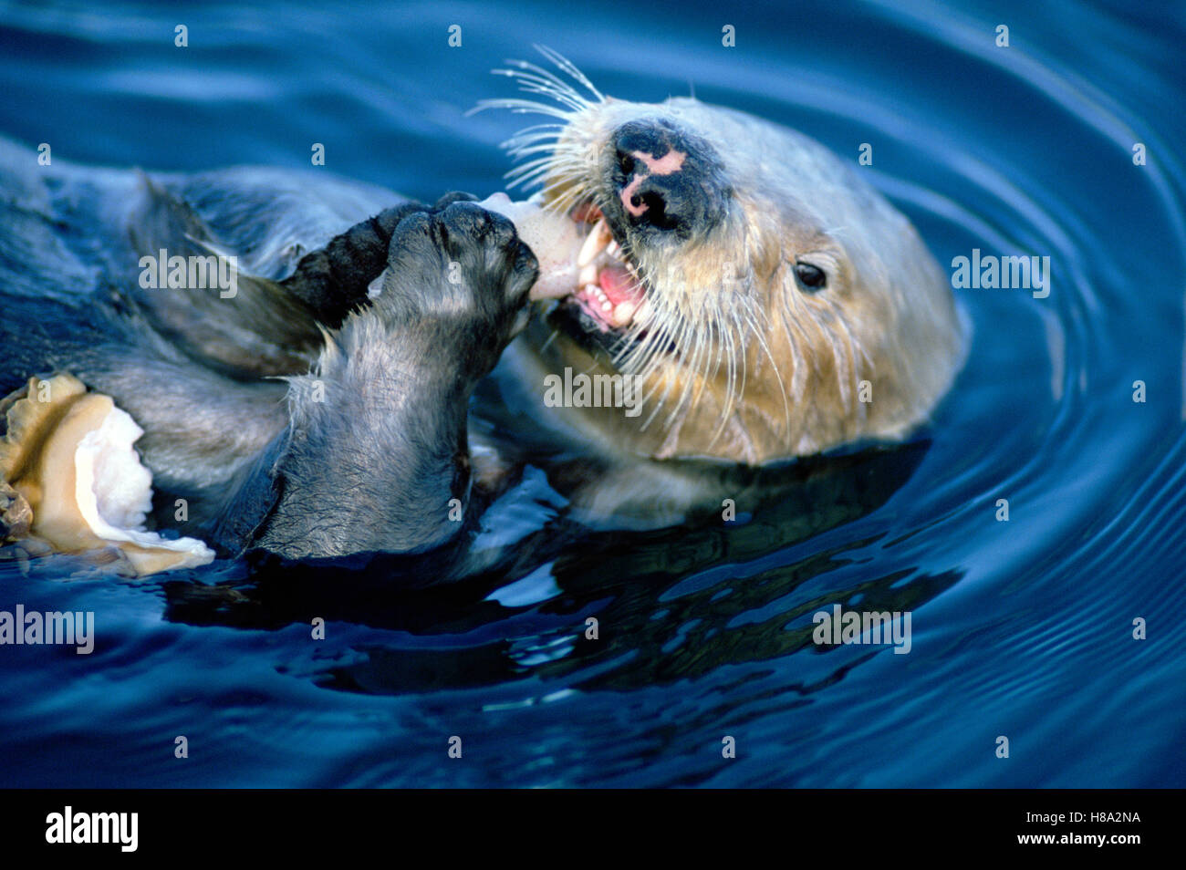 Sea otter kelp underwater hi-res stock photography and images - Alamy