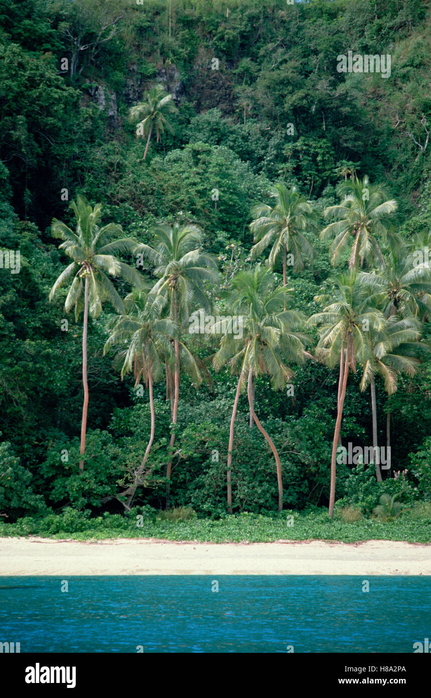 Palm trees, coral sand beach and blue lagoon, Fiji Stock Photo Alamy