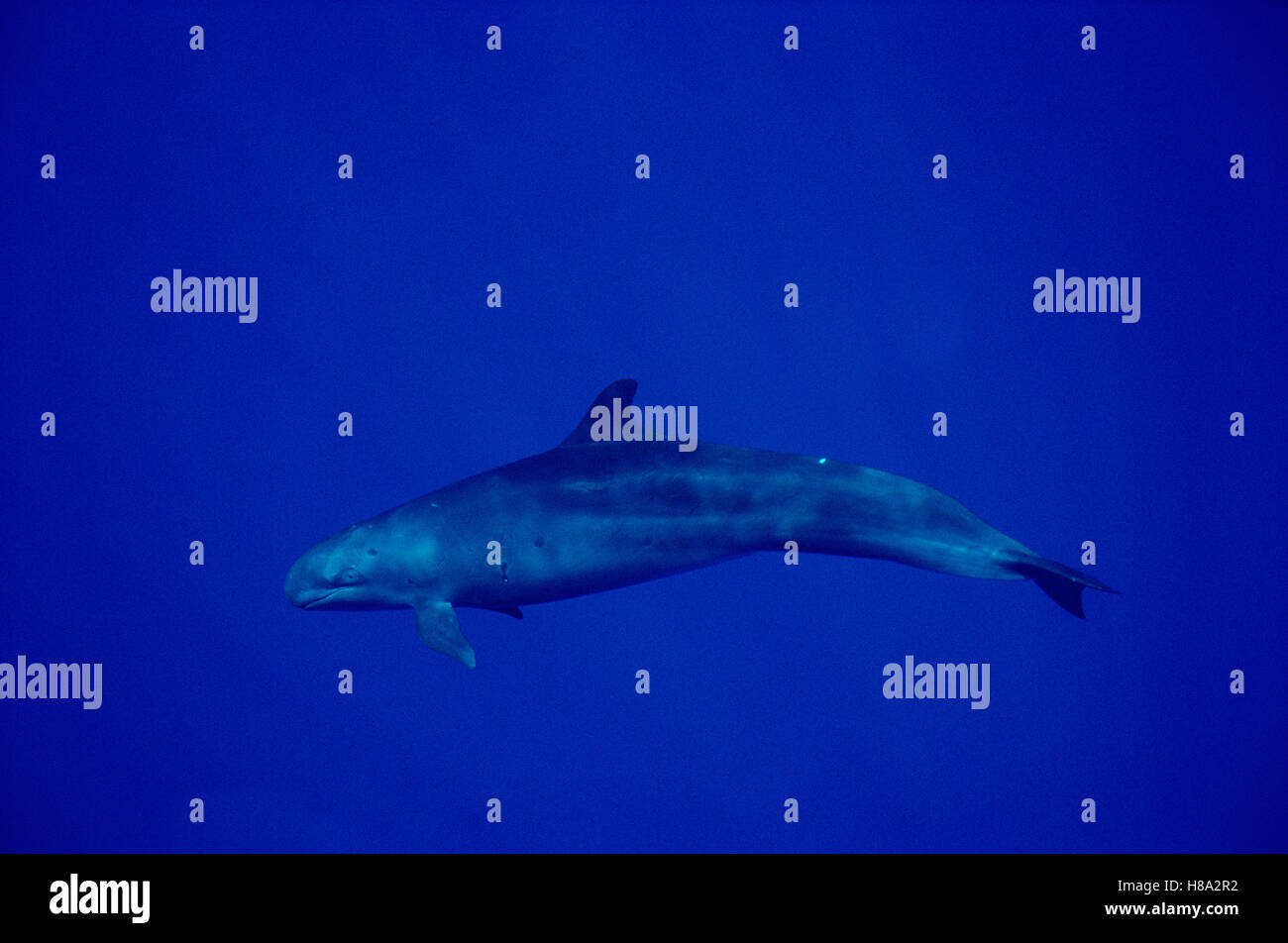 False Killer Whale (Pseudorca crassidens) swimming, underwater, side