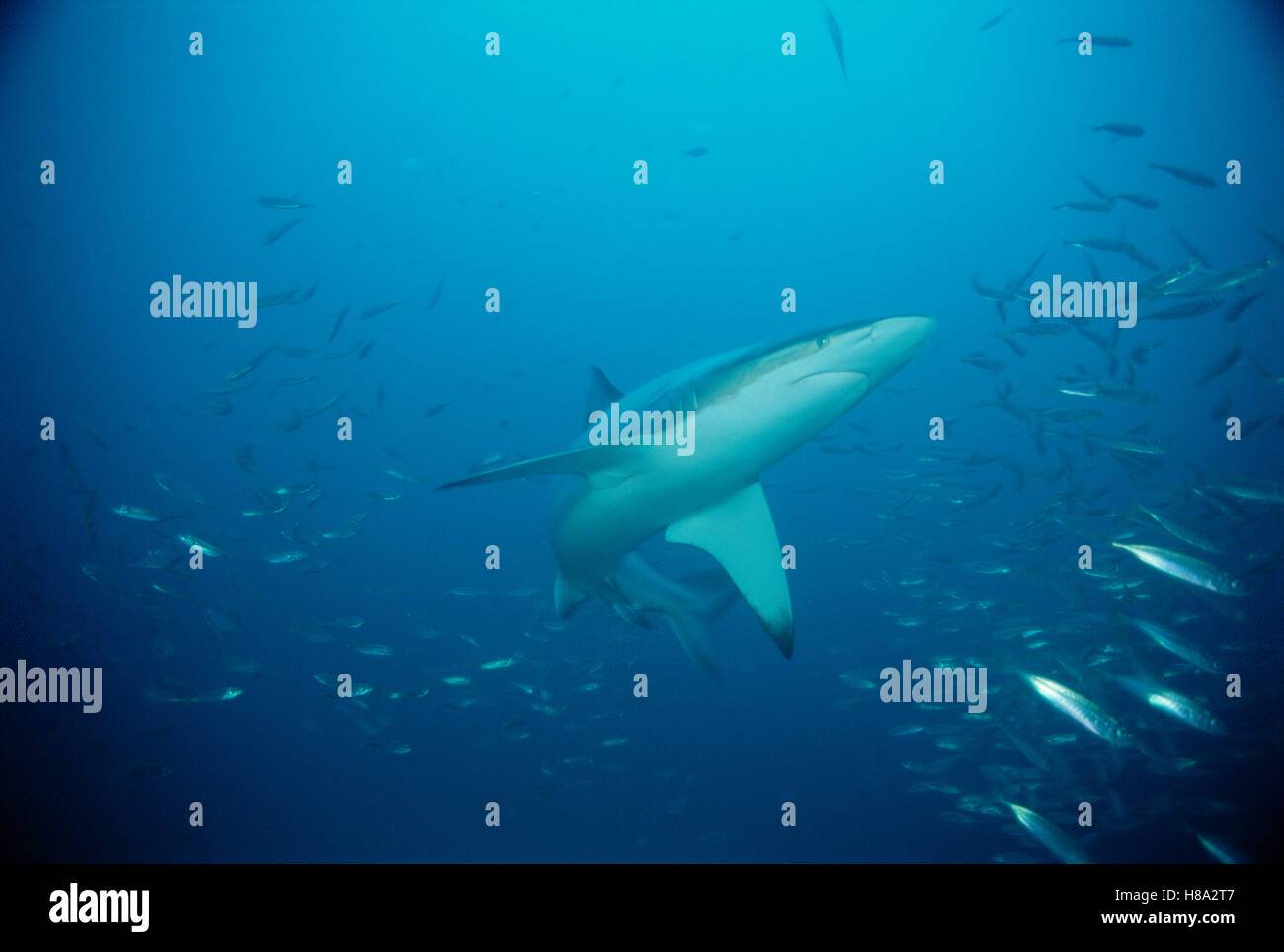 Bronze Whaler Shark (Carcharhinus brachyurus) swimming with school of