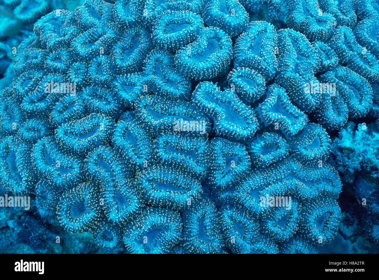 Fluorescence sequence, corals are colorful when viewed in natural light ...