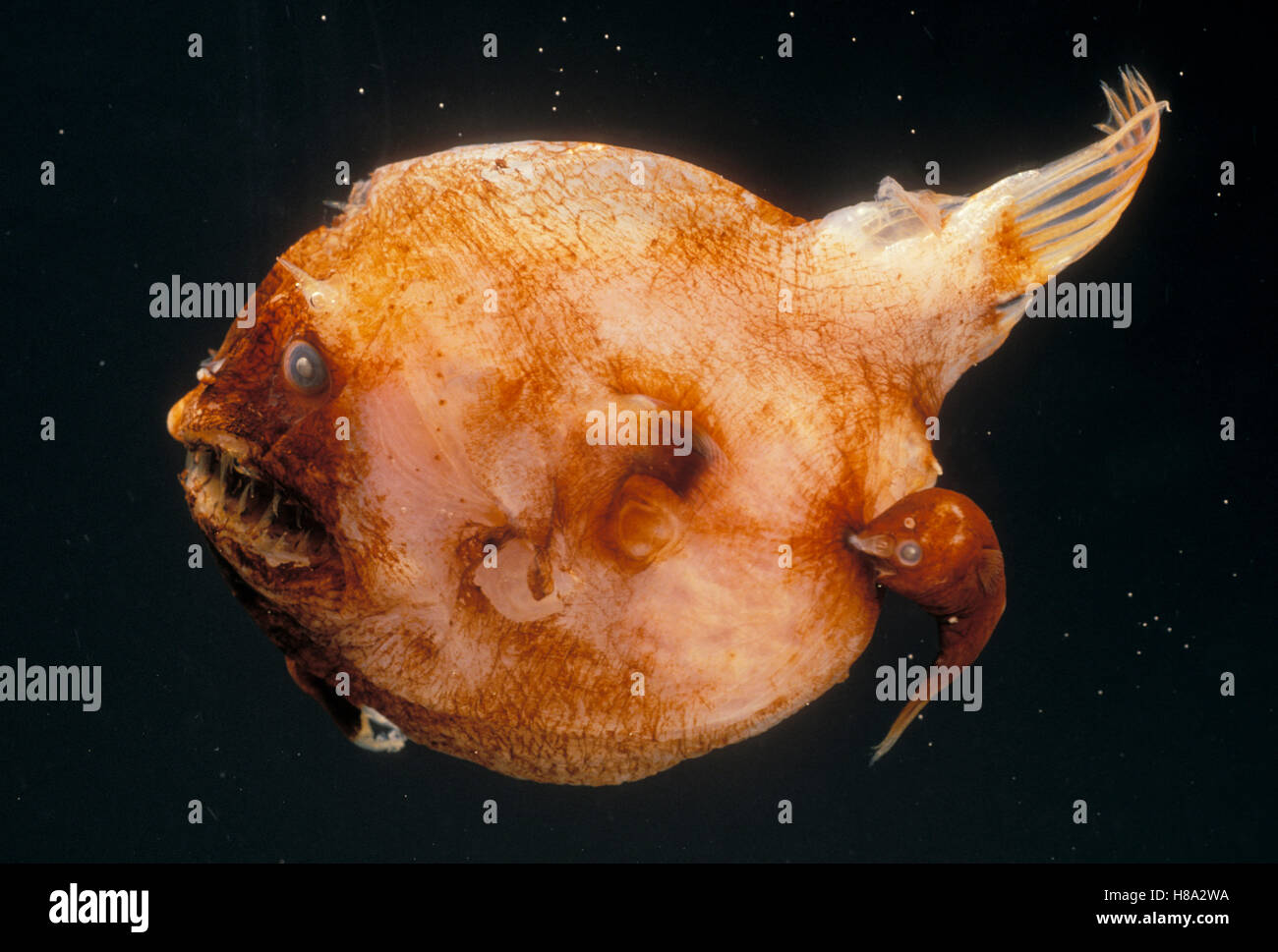 Devil Angler (Linophryne indica) fish, deep sea species showing large  female with dwarf male attached Stock Photo - Alamy