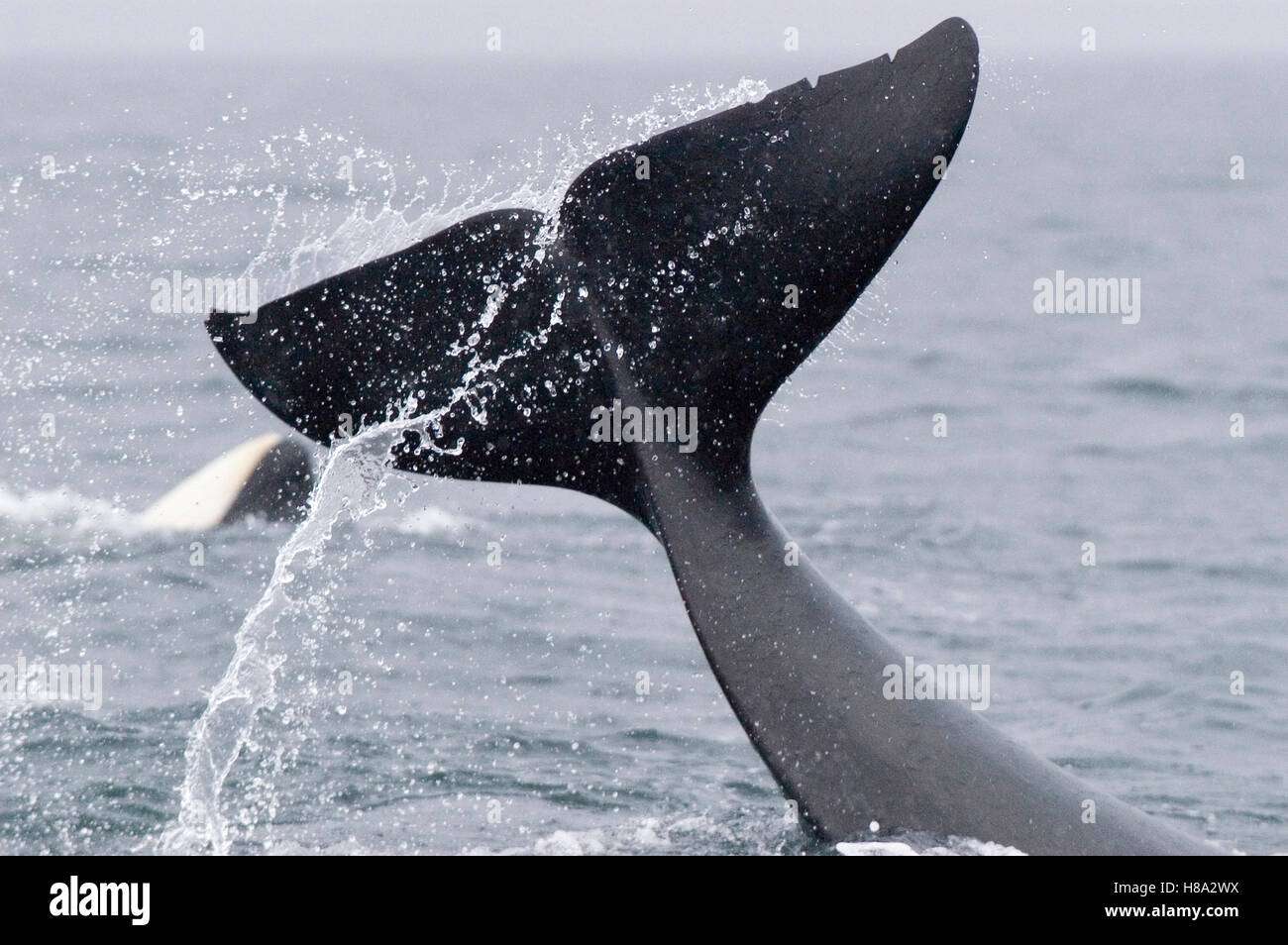 Orca (orcinus Orca) Tail Slap, Southeast Alaska Stock Photo - Alamy