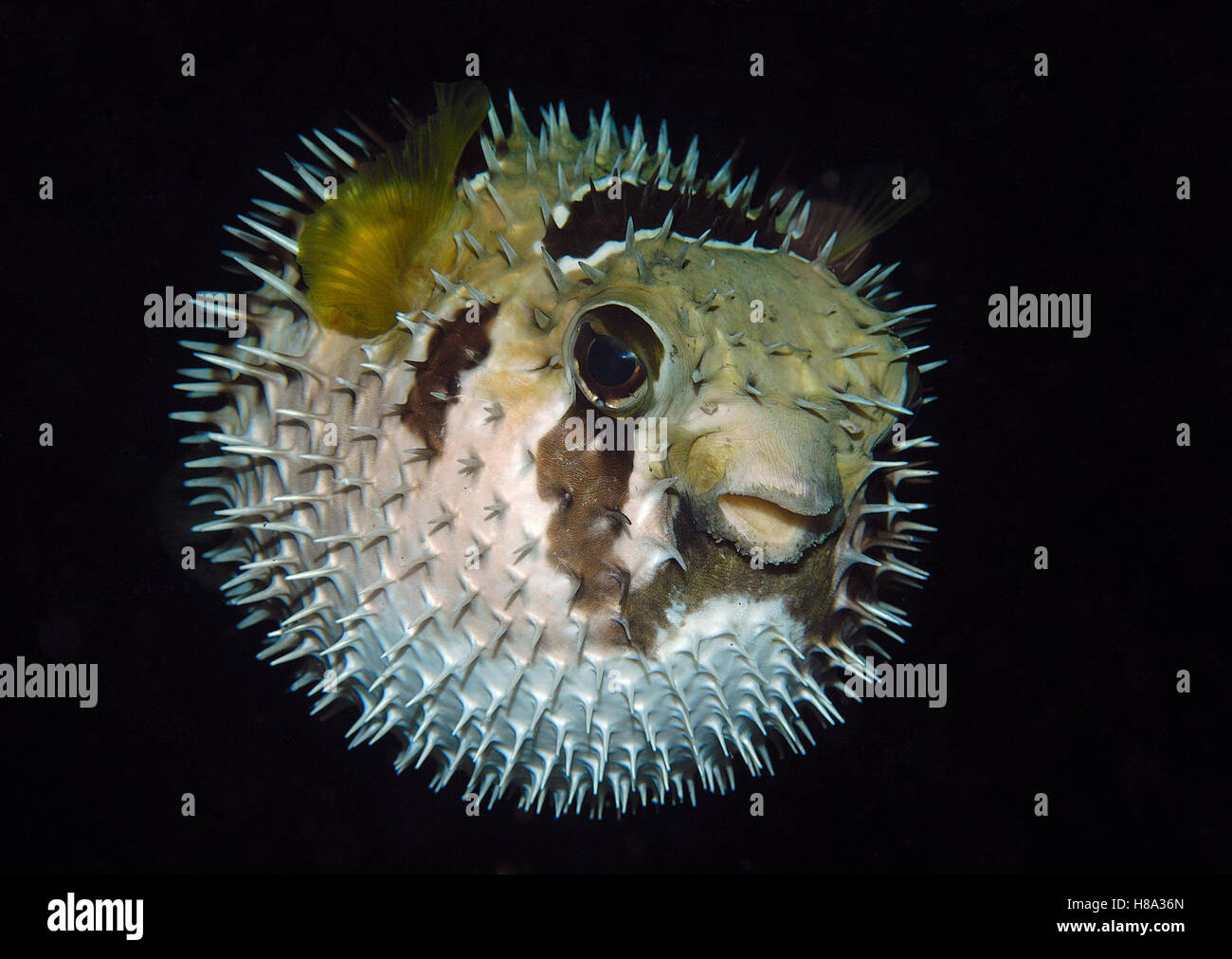 Black-blotched Porcupinefish (Diodon liturosus) inflated in defensive ...