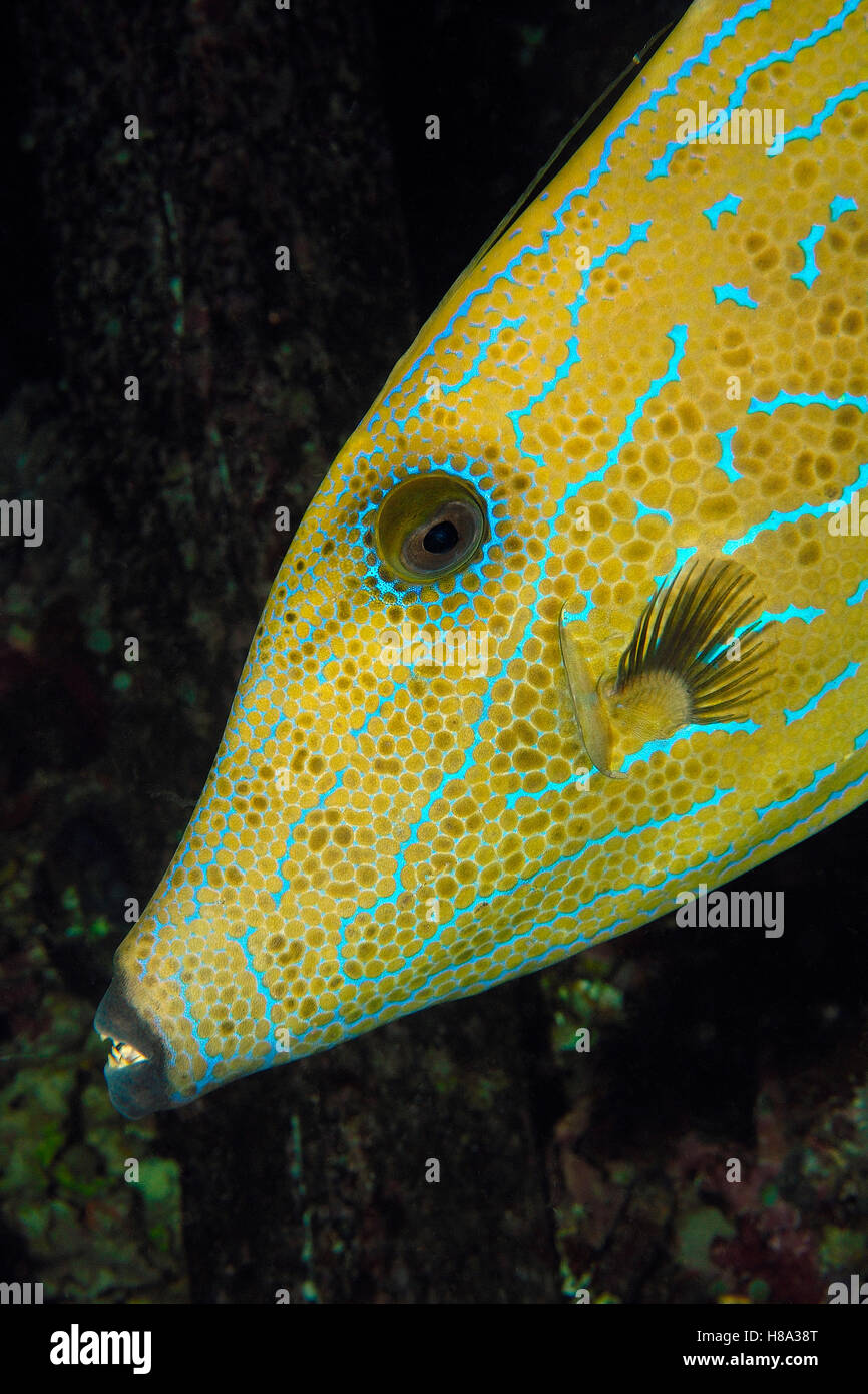 Scrawled Filefish (Aluterus scriptus), Indonesia Stock Photo - Alamy