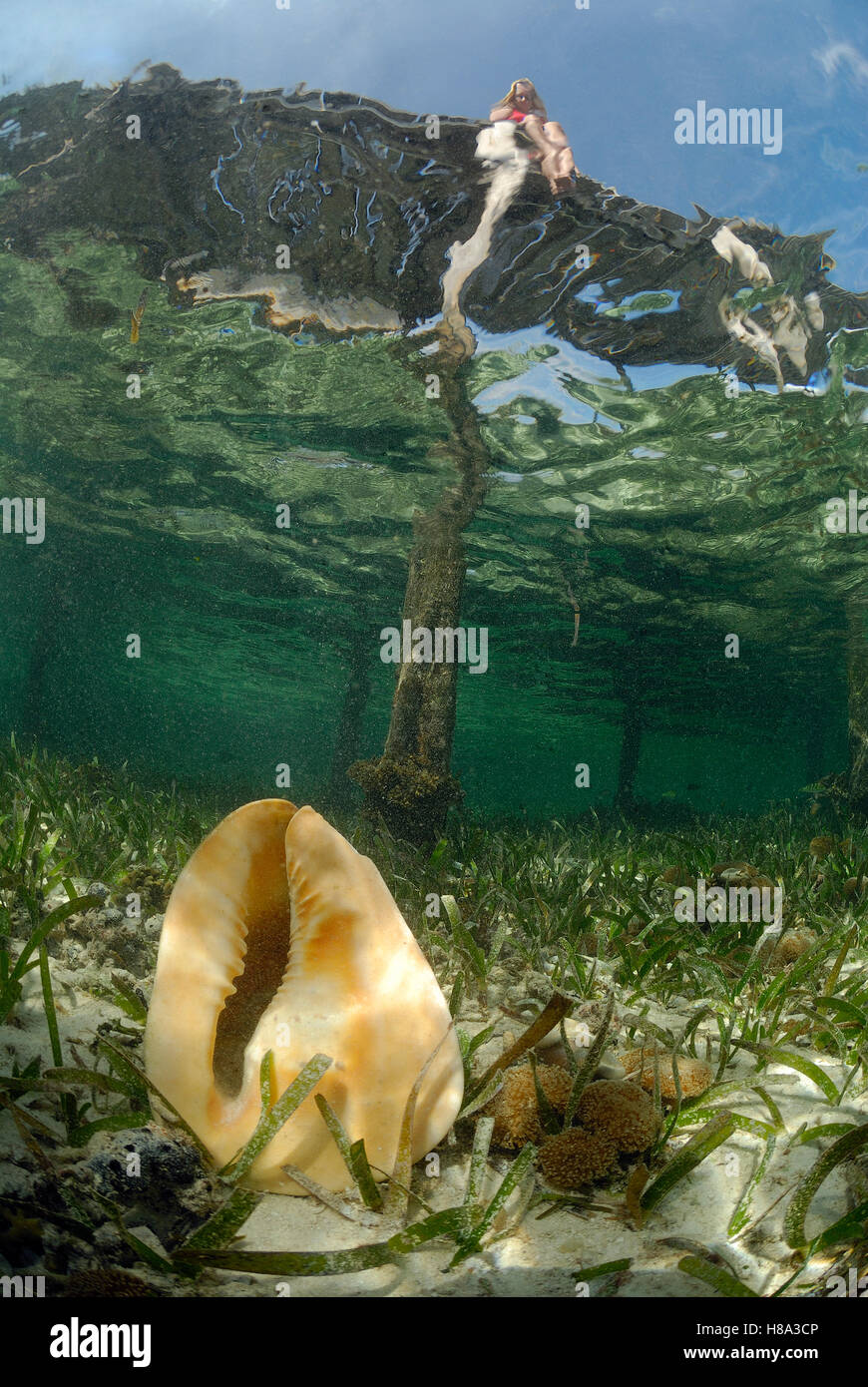 True Conch (Strombidae) in shallow water near pier with person looking ...
