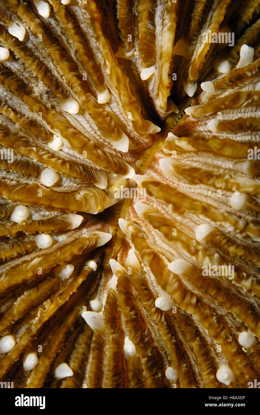 Mushroom Coral (Podabacia crustacea) polyp surface, Indonesia Stock Photo