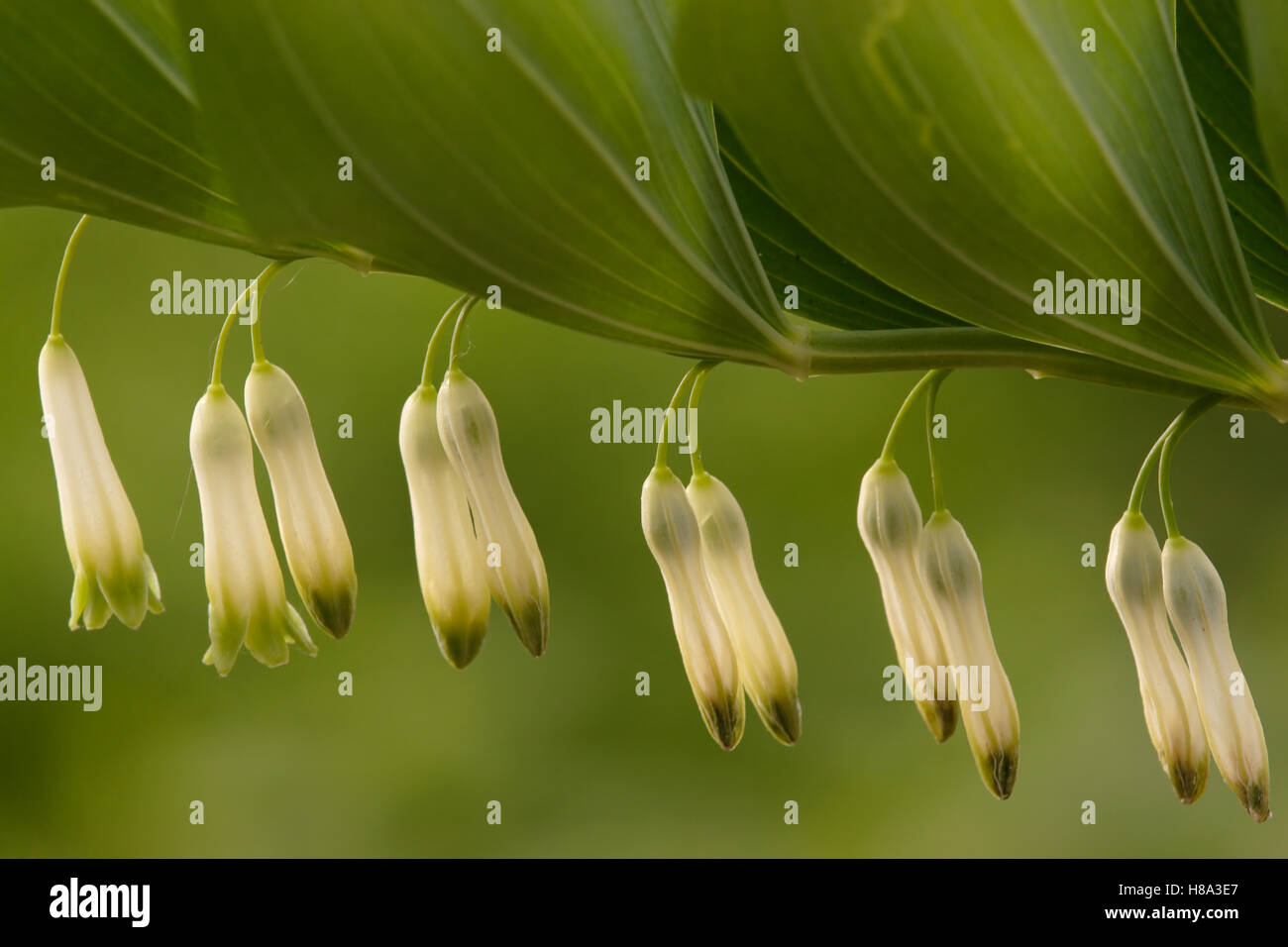 Eurasian Solomon's Seal (Polygonatum multiflorum) stalk with flowers, Hoogeloon, NoordBrabant