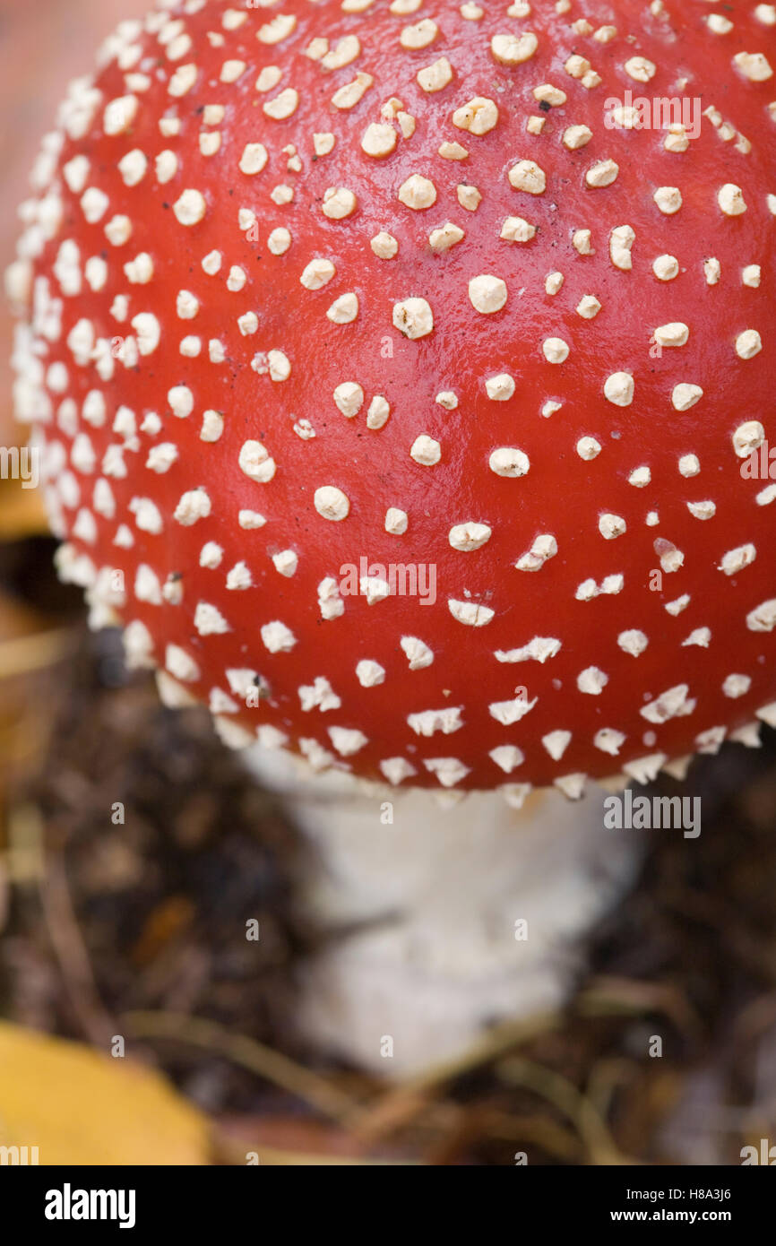 Fly Agaric (Amanita muscaria) mushroom cap, Eerbeek, Gelderland, Netherlands Stock Photo Alamy