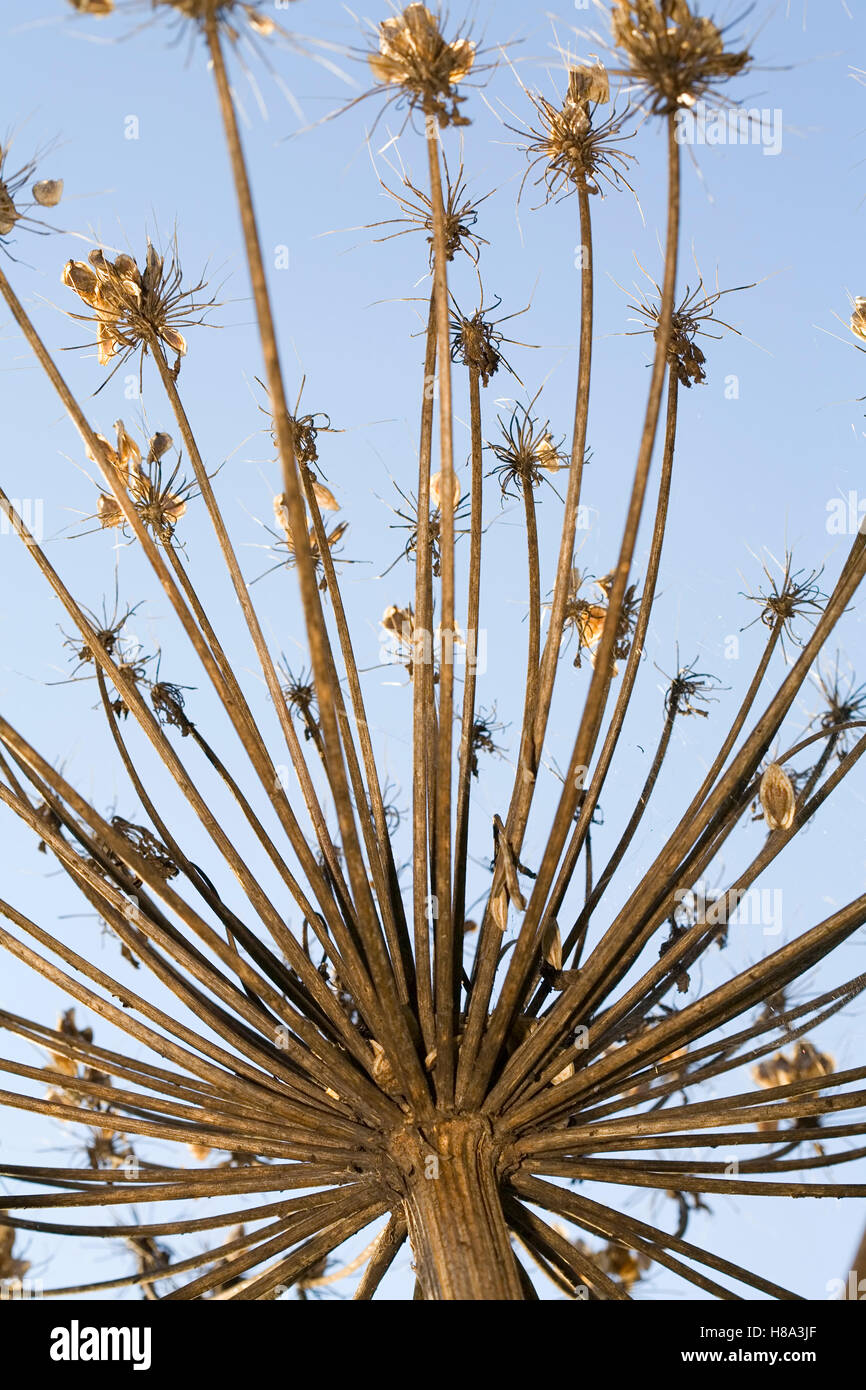 Giant Hogweed Heracleum Mantegazzianum Seed Head Gulpen Limburg giant-hogweed-heracleum-mantegazzianum-seed-head-gulpen-limburg