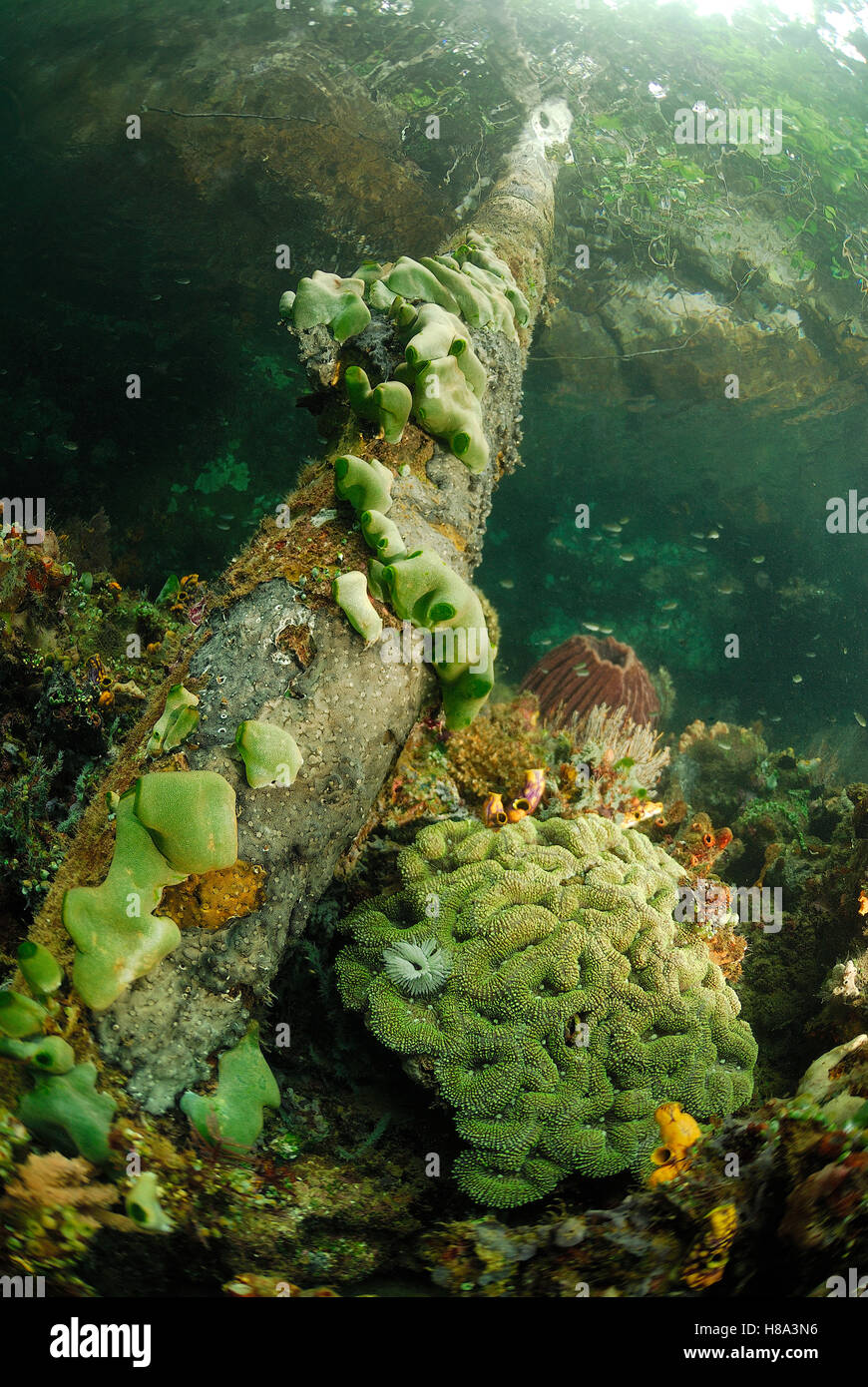 Invertebrates covering fallen tree in coral reef, Indonesia Stock Photo