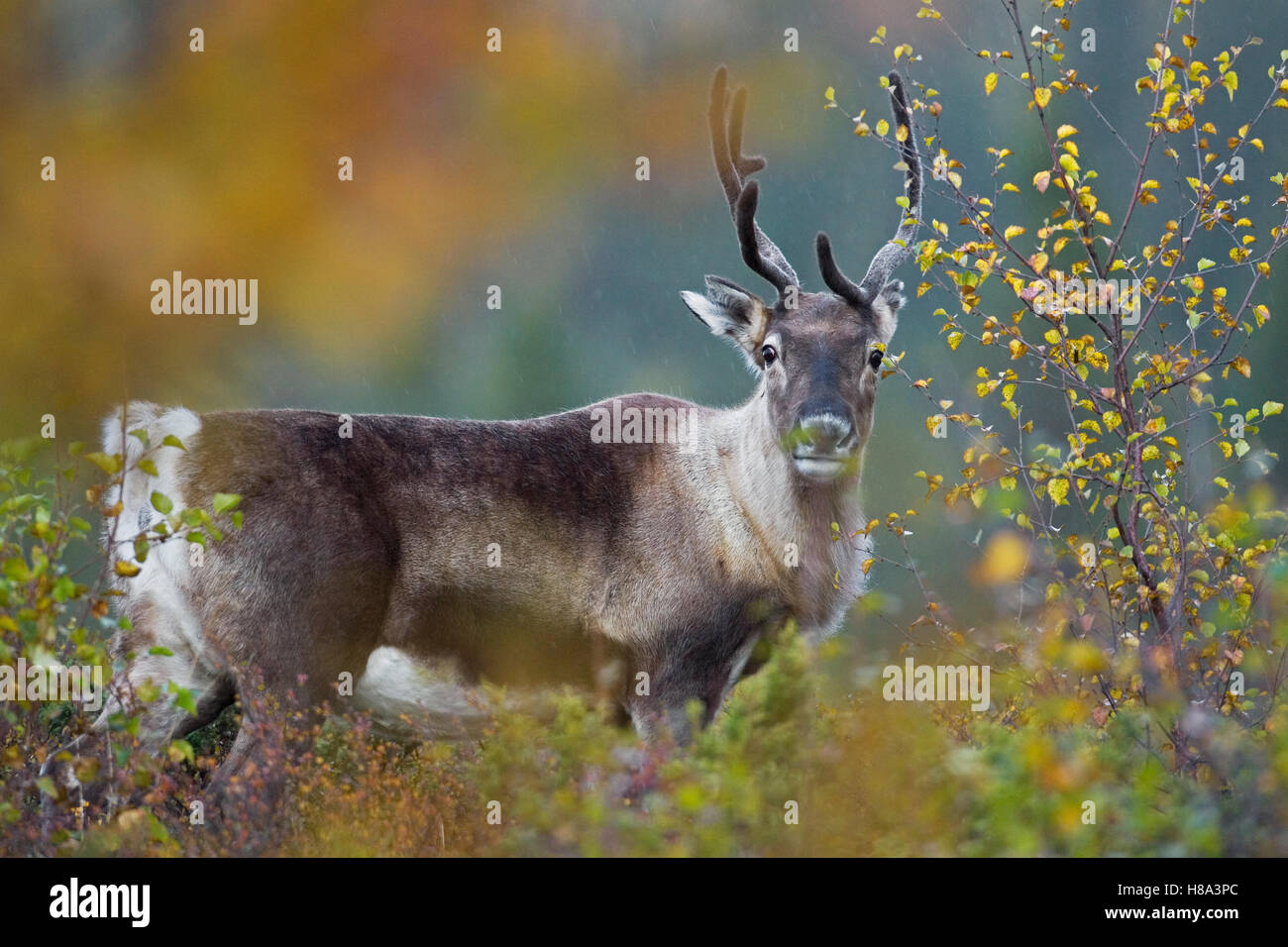 Caribou (Rangifer tarandus) in habitat, Flatruet, Sweden Stock Photo