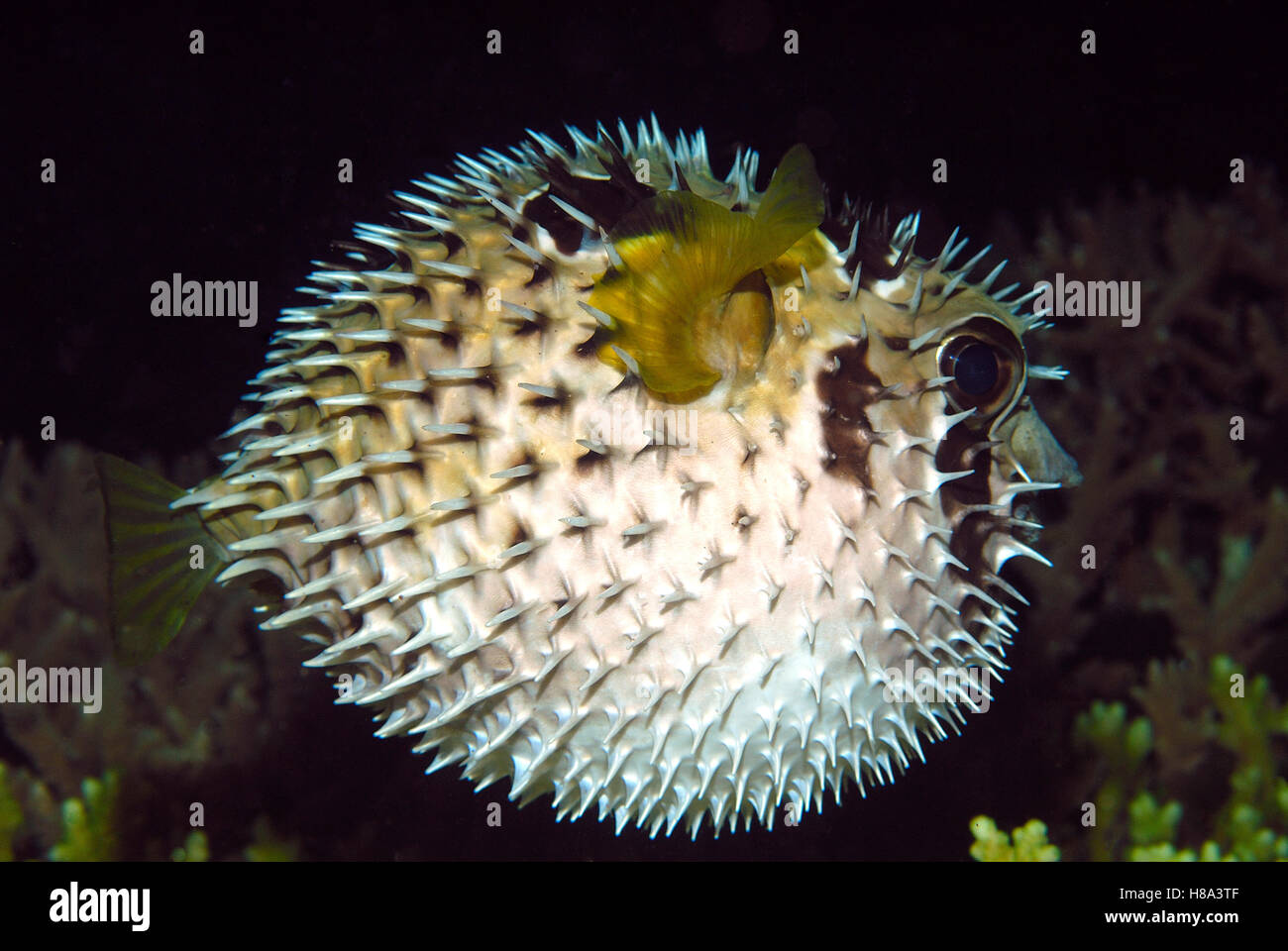 Black-blotched Porcupinefish (Diodon liturosus) in defensive posture ...