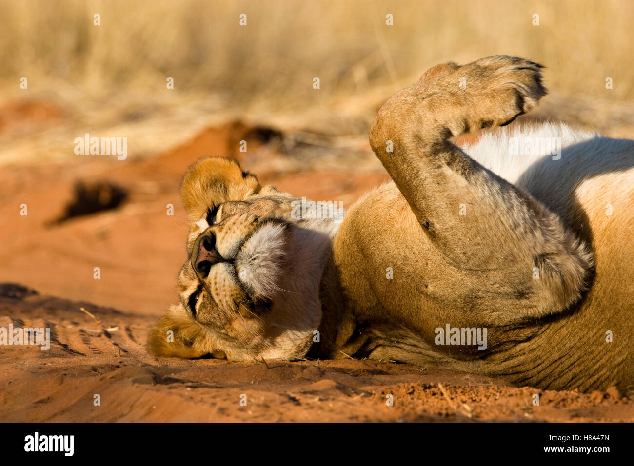 Lion Bathing African Lion (Panthera leo) female dust bathing, Kgalagadi ...