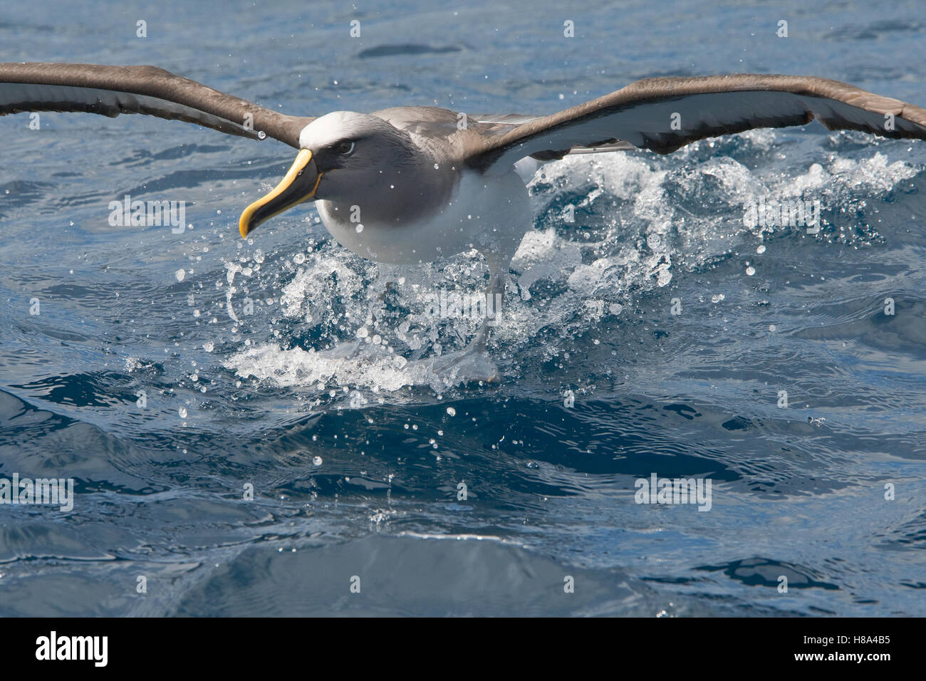 Buller's Albatross (Thalassarche bulleri) landing on the water, Chatham ...