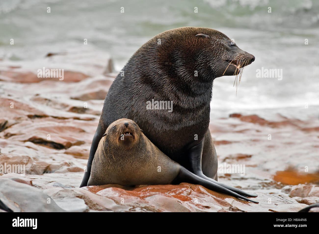 Cape Fur Seal (Arctocephalus pusillus) pair mating, Cape Cross, Namibia