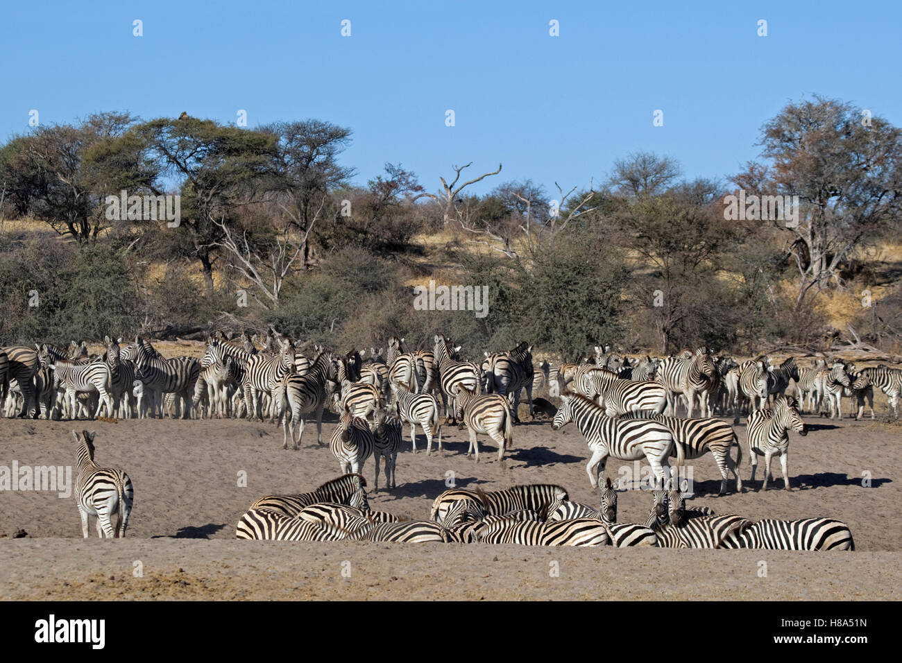 Zebra (Equus quagga) herd, Makgadikgadi National Park, Boteti River