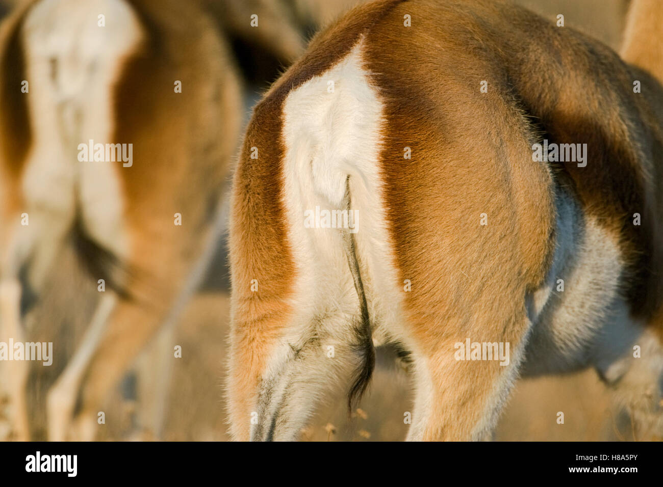 Springbok (Antidorcas marsupialis) tail flap used in communication ...