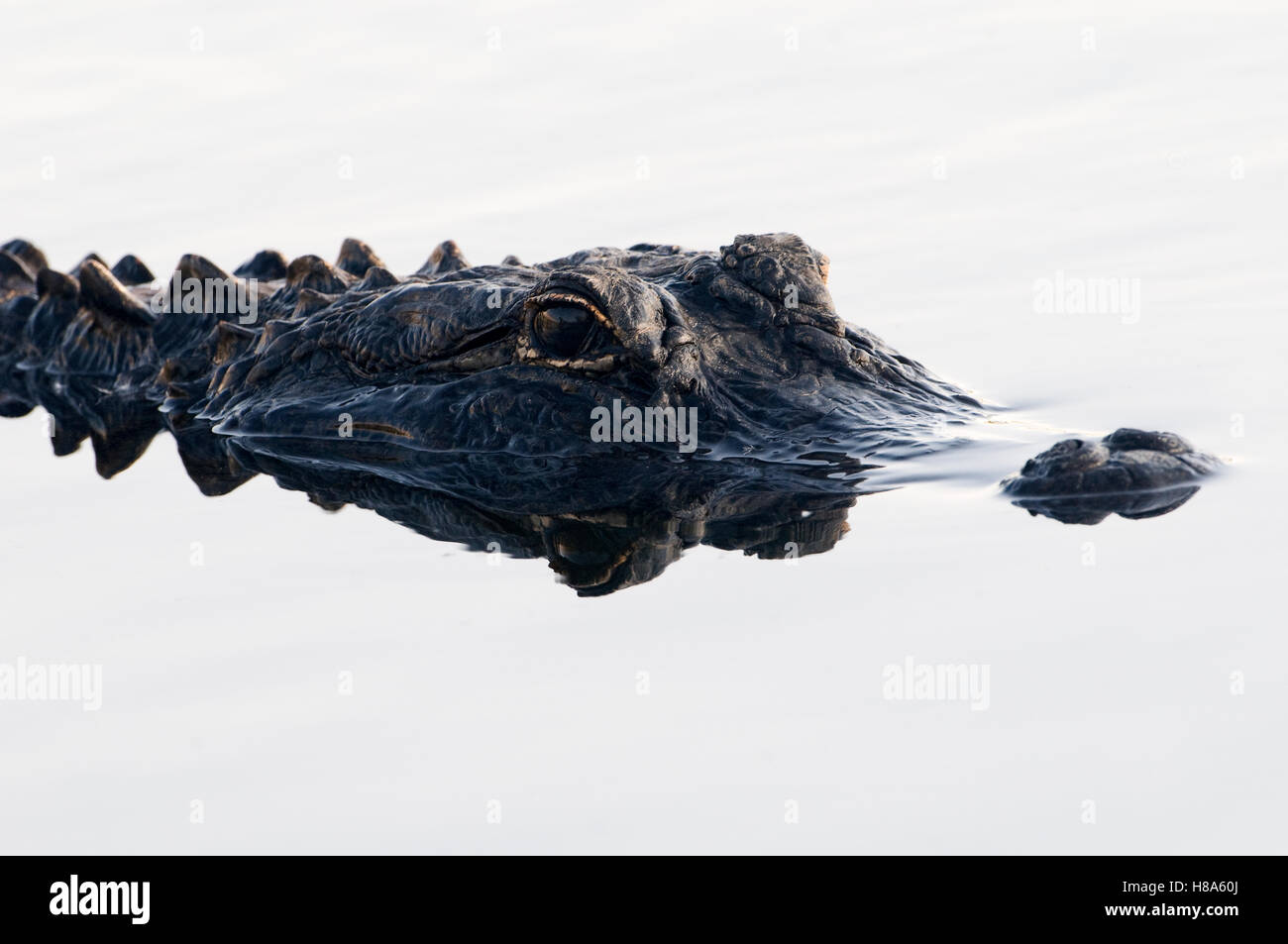 American Alligator (Alligator mississippiensis) emerging from water